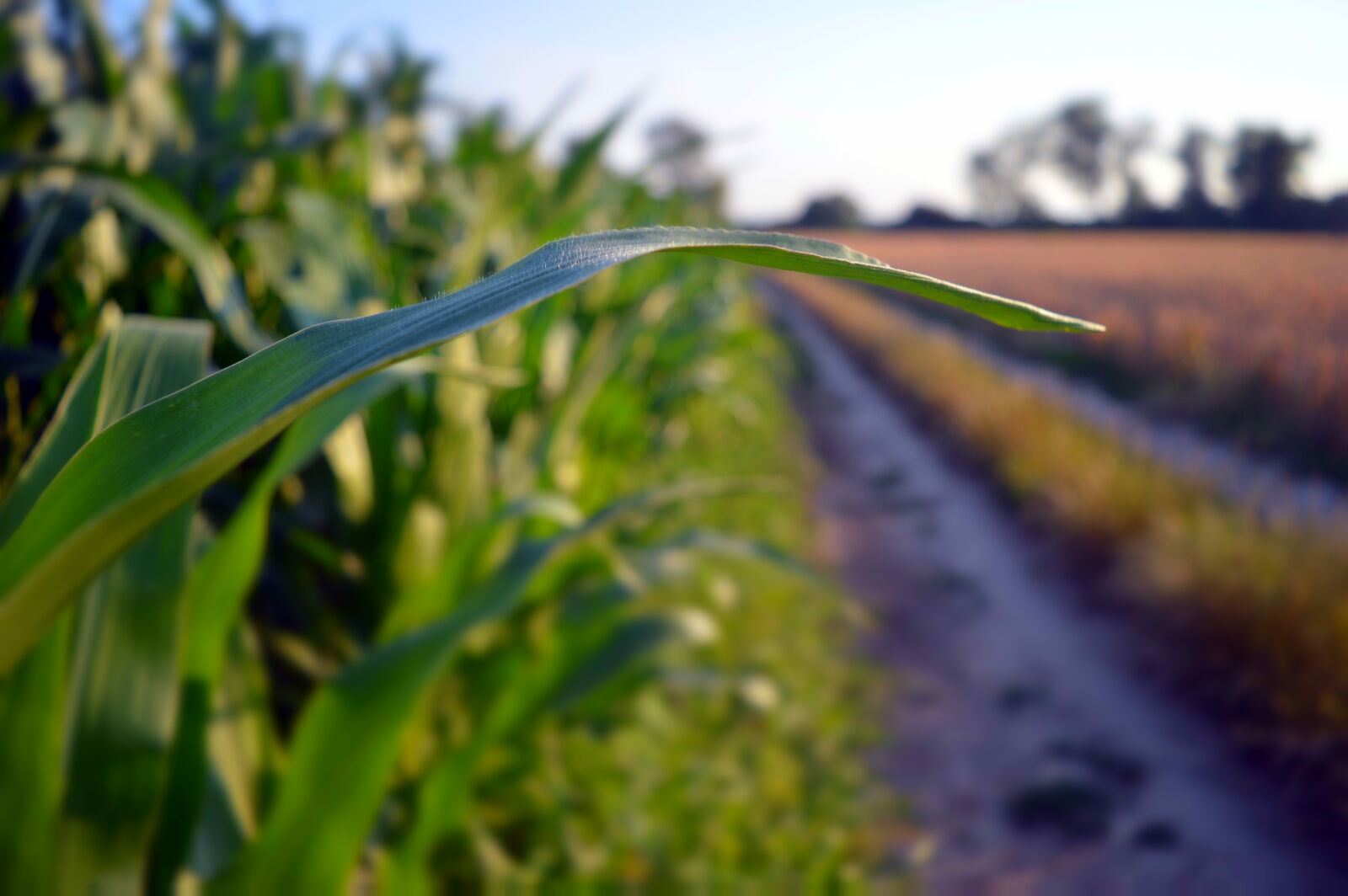 Nikon D3200 sample photo. Field, nature photography