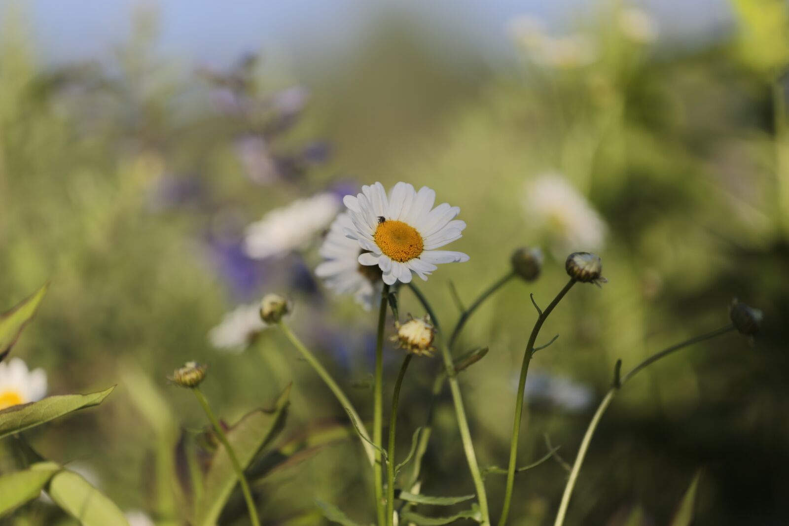 Canon EOS 6D + Canon EF 70-200mm F4L USM sample photo. Chamomile, flowers, nature photography