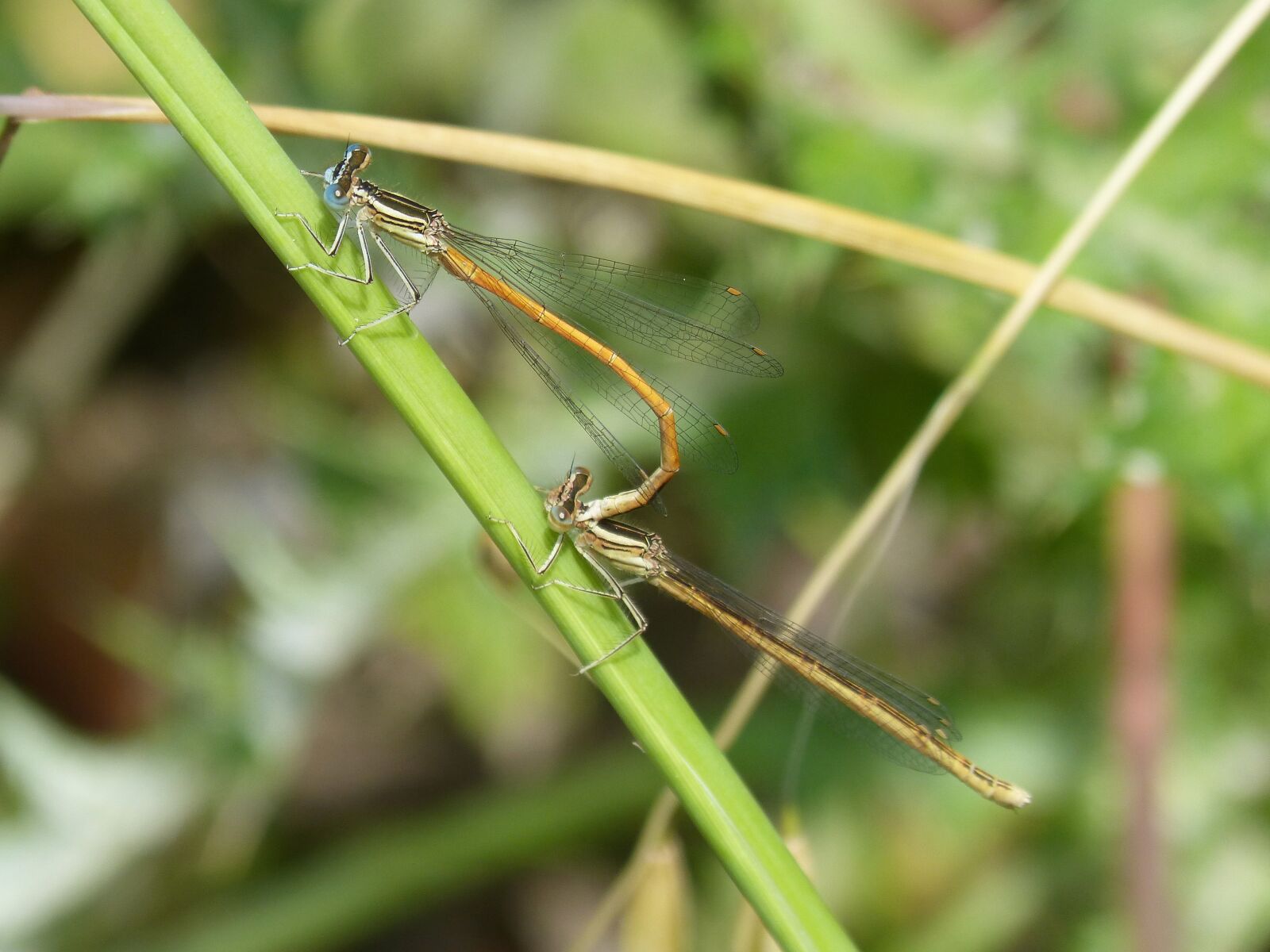 Panasonic DMC-FZ62 sample photo. Dragonfly, damselfly, insects mating photography