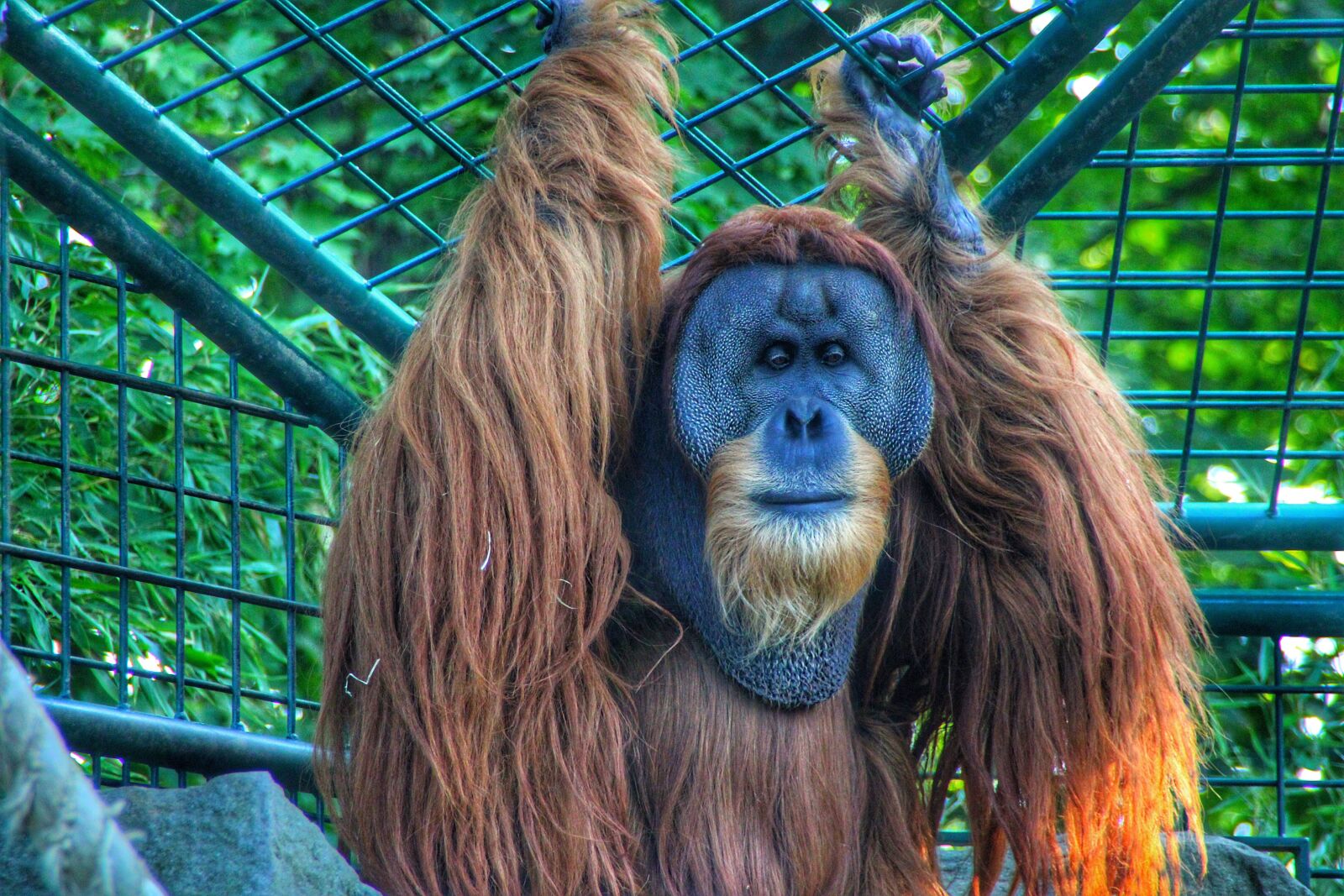 Canon EOS 2000D (EOS Rebel T7 / EOS Kiss X90 / EOS 1500D) sample photo. Ape, wild, wildlife photography