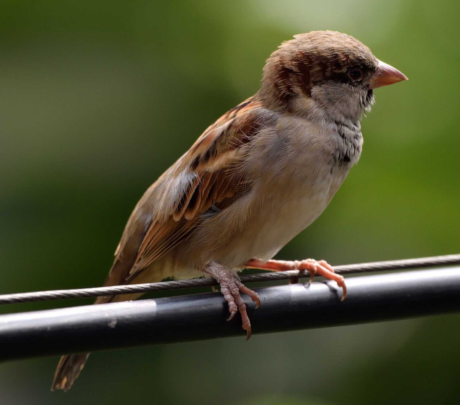Nikon D5300 sample photo. House sparrow, bird, bird photography