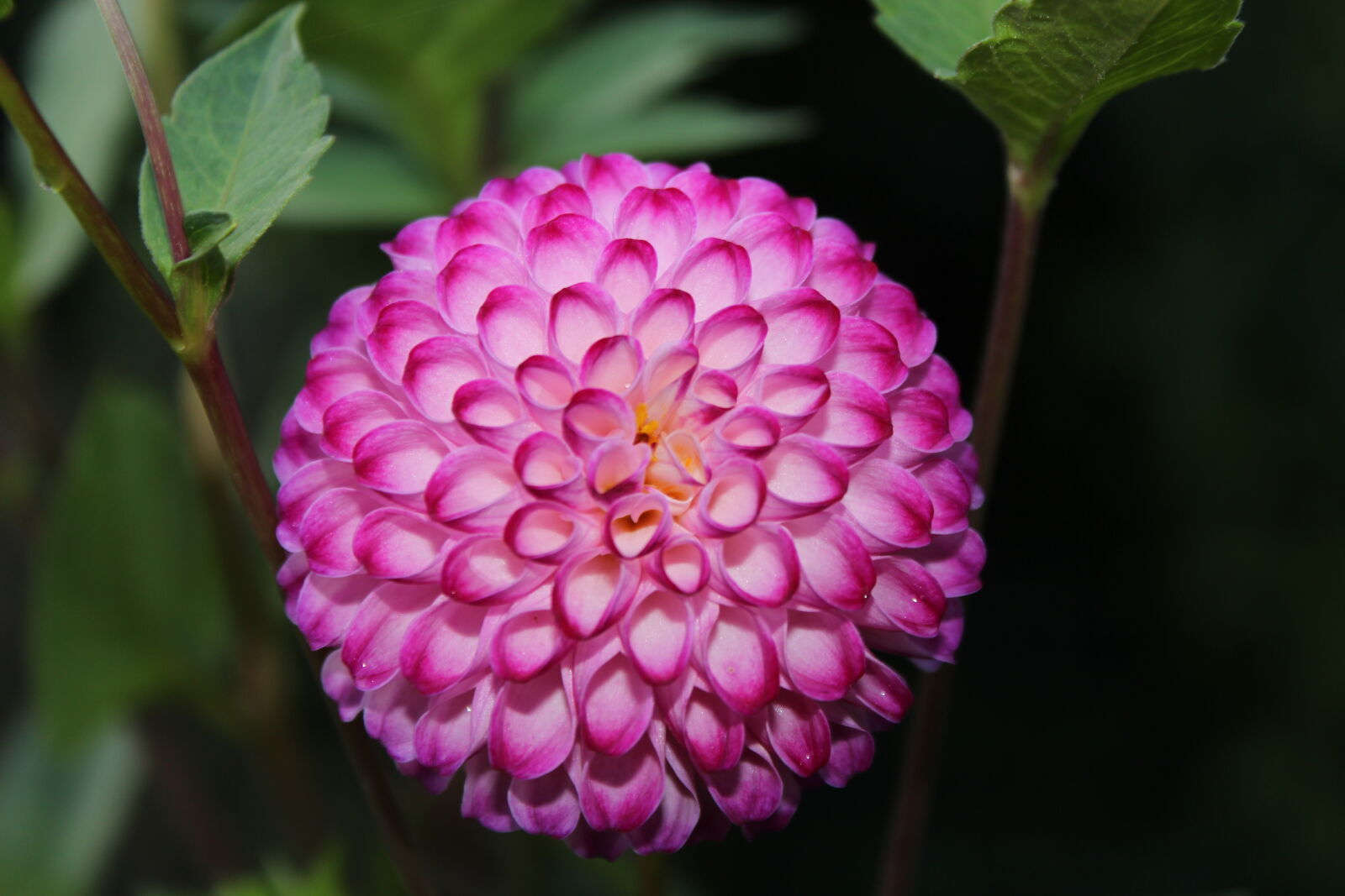 Canon EOS 700D (EOS Rebel T5i / EOS Kiss X7i) sample photo