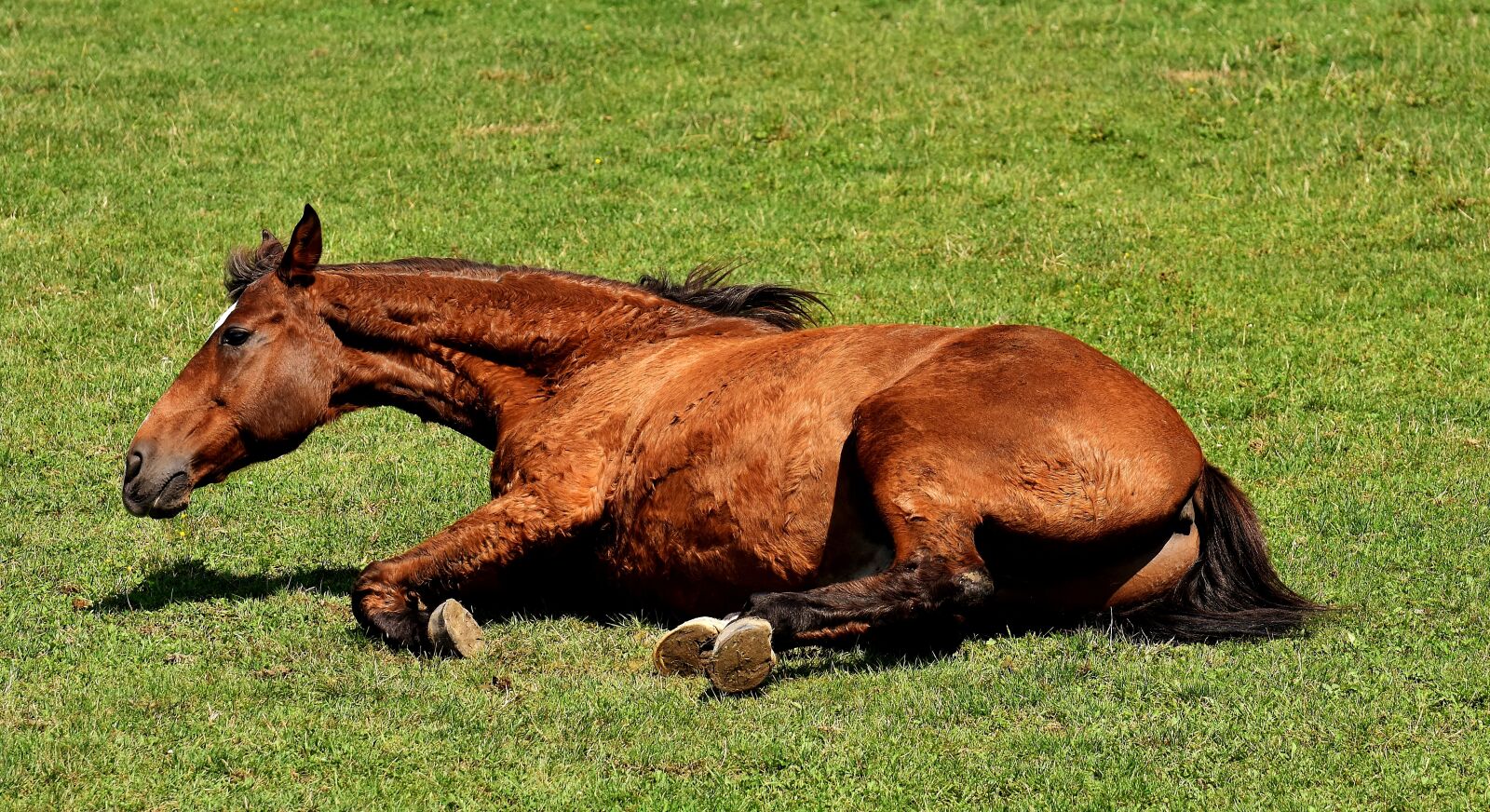 Nikon D7200 sample photo. Horse, coupling, left out photography