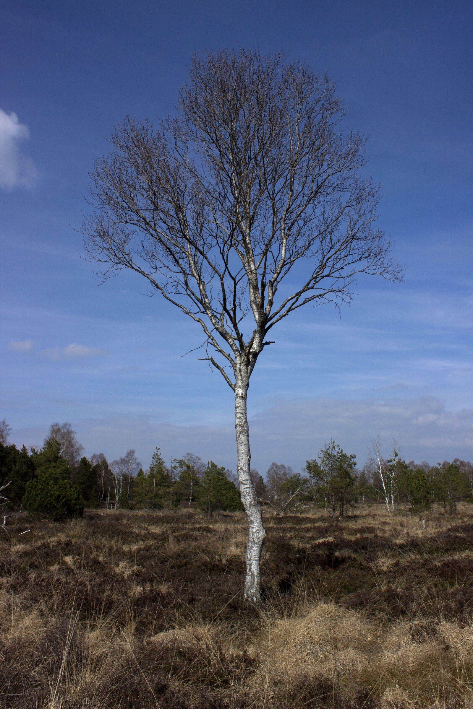 Canon EOS 600D (Rebel EOS T3i / EOS Kiss X5) sample photo. Moorland, moor, nature photography