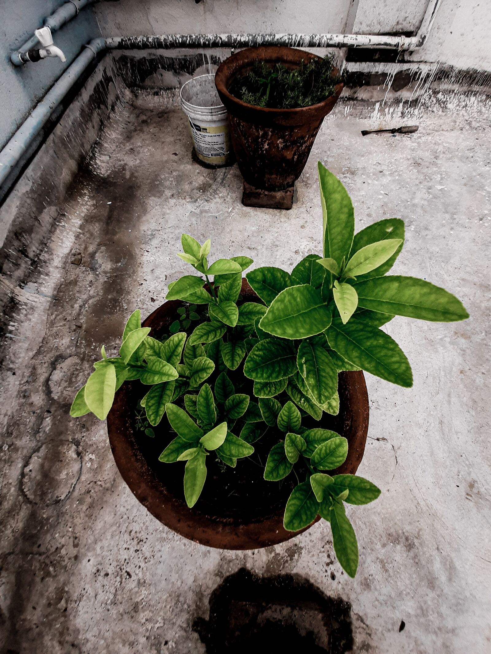 Samsung Galaxy A50 sample photo. Plant, save earth, tree photography