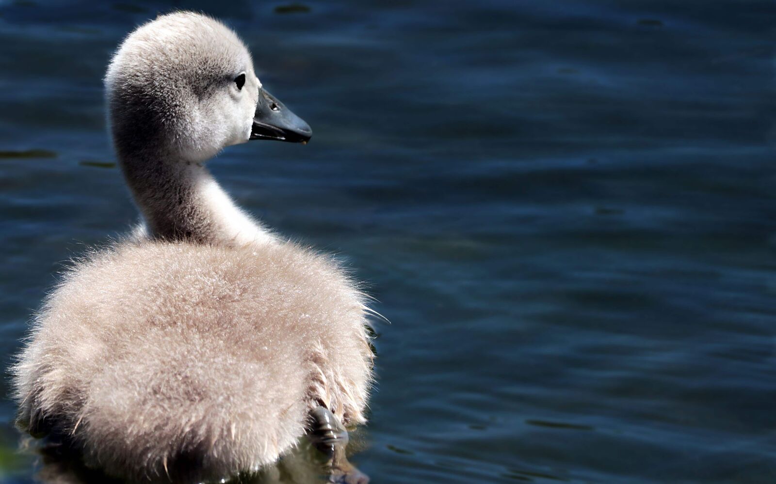 Canon EOS 80D sample photo. White swan, water, bird photography