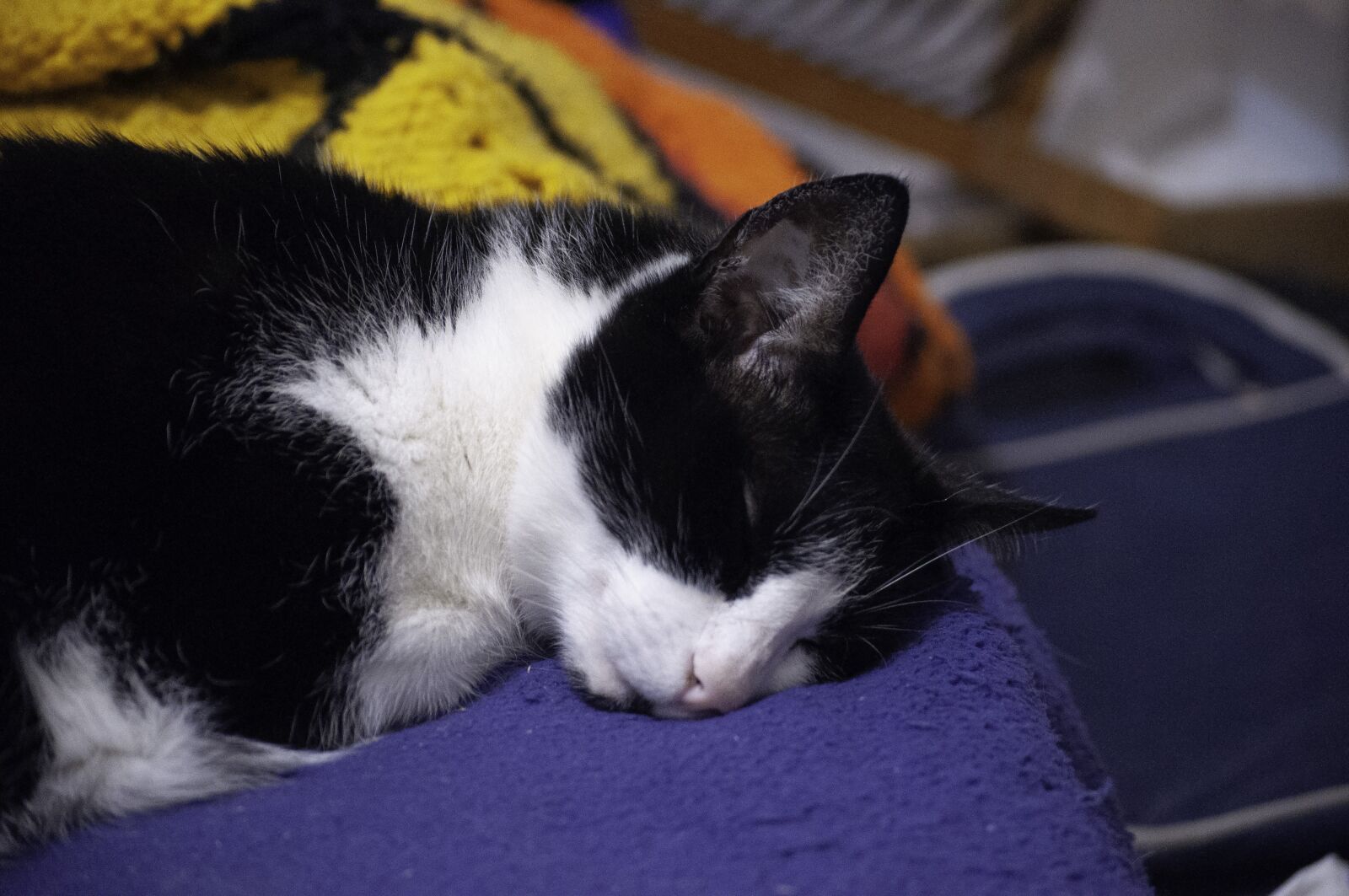 Nikon D5000 sample photo. Rest, cat, animal photography