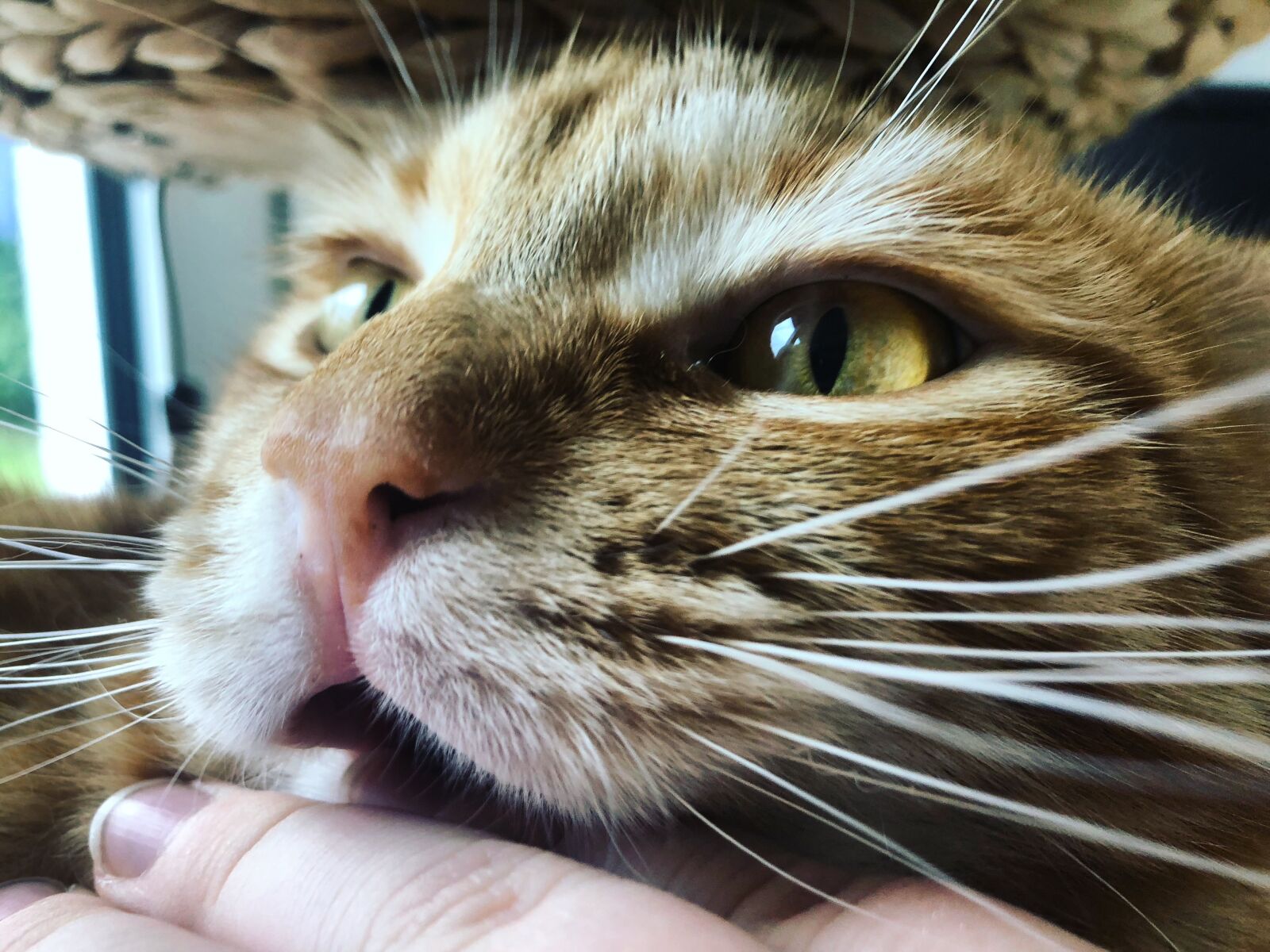 iPhone 8 back camera 3.99mm f/1.8 sample photo. Katze, kätzchen, gustaf photography