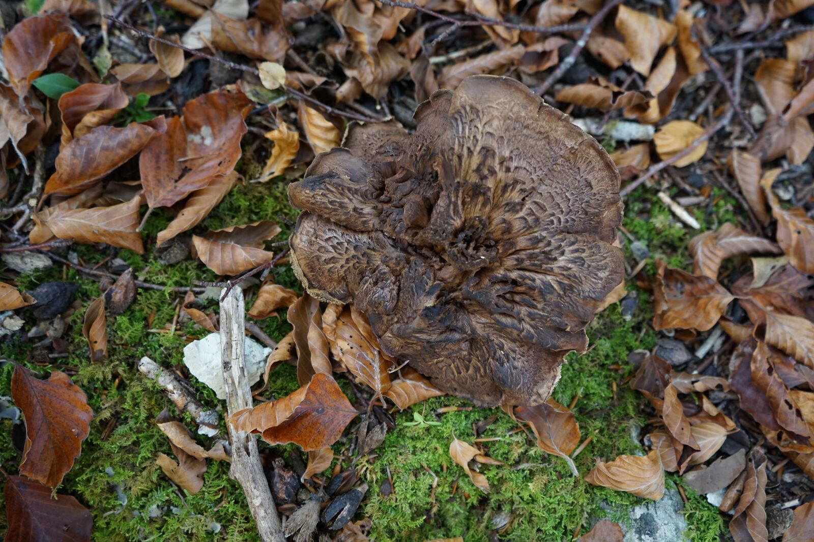 Sony a7 II + Sony FE 28-70mm F3.5-5.6 OSS sample photo. Nature, mushrooms, leaves photography