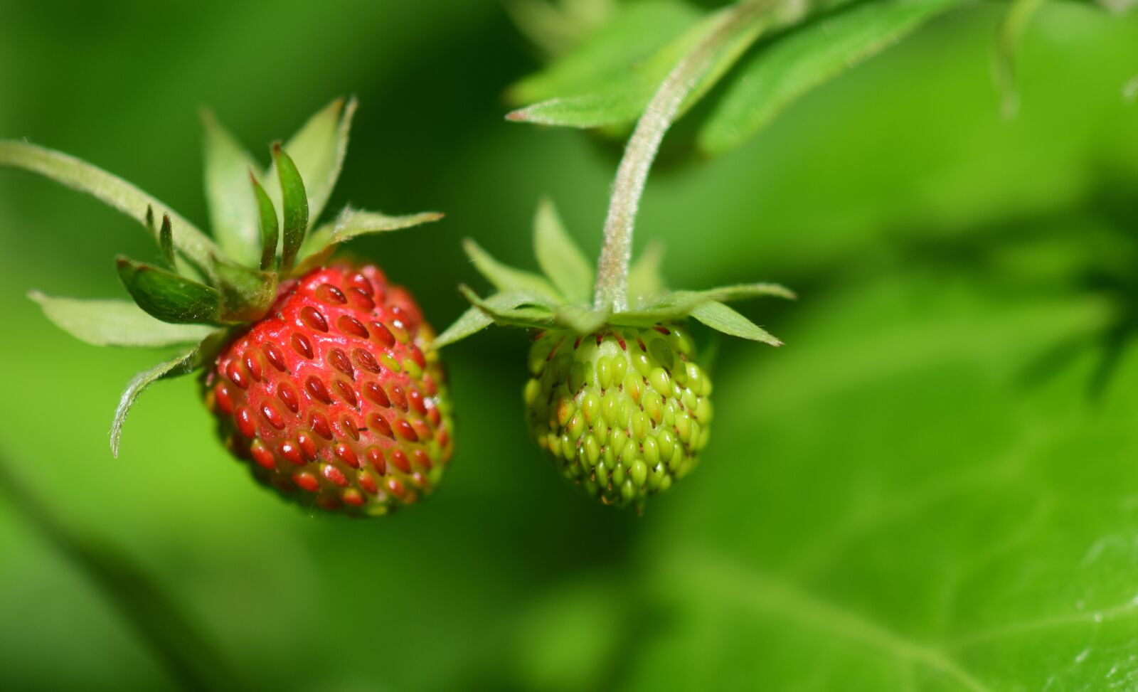 Nikon D3300 sample photo. Strawberry, wild strawberry, red photography