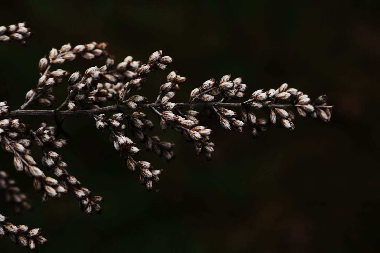 Canon EOS 750D (EOS Rebel T6i / EOS Kiss X8i) sample photo. Flora, nature, outdoors photography