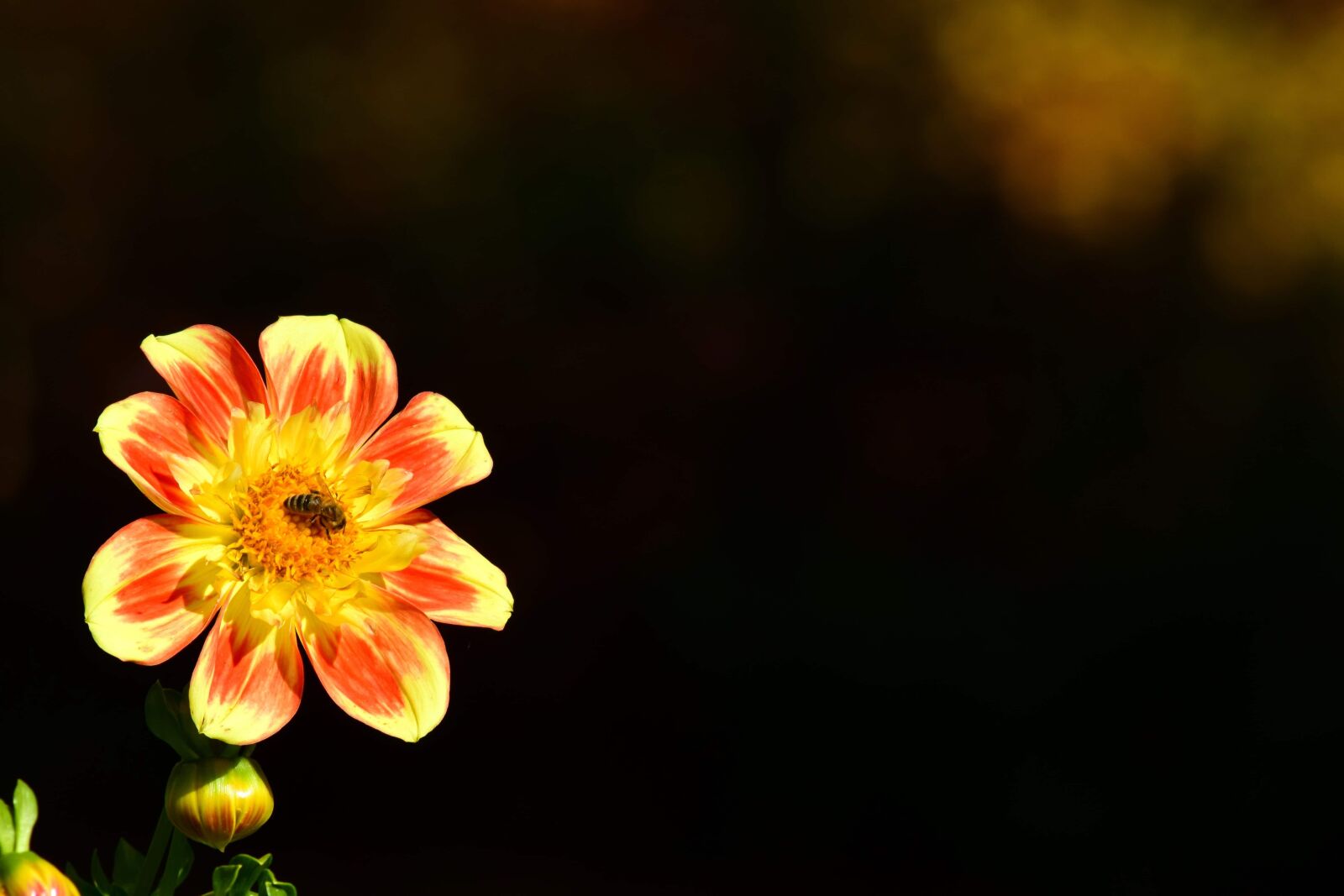 Nikon D3300 sample photo. Flora, flower, nature, plant photography