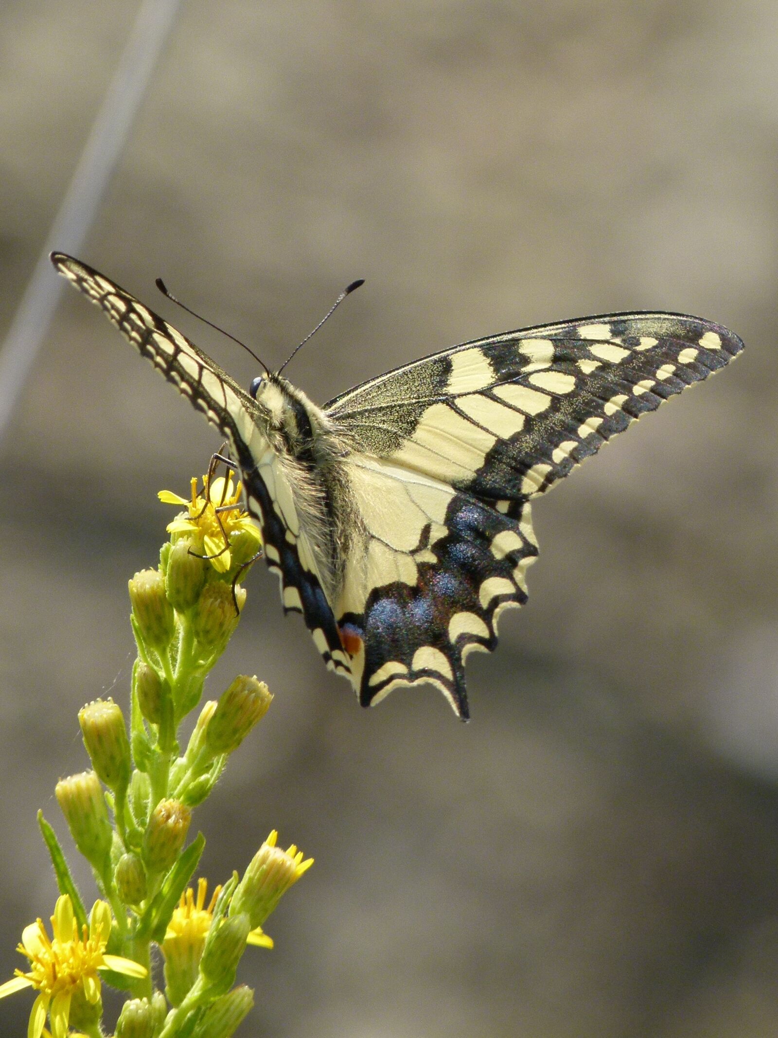 Leica V-Lux 2 sample photo. Butterfly, libar, wild flower photography