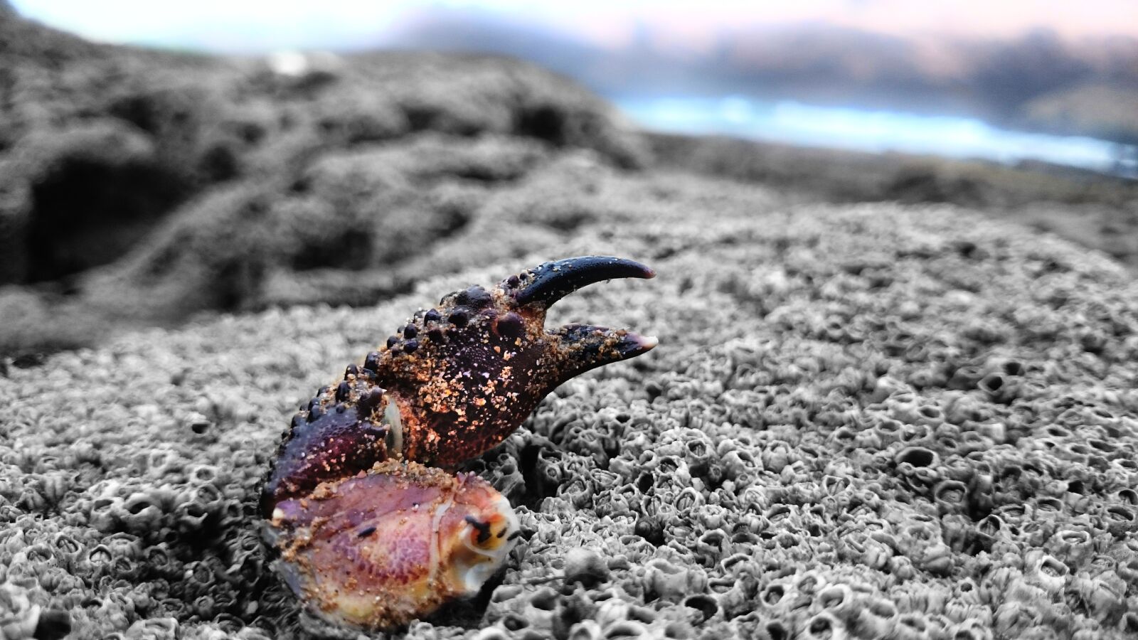 Sony Xperia Z1 sample photo. Cancer, lonely, arm photography