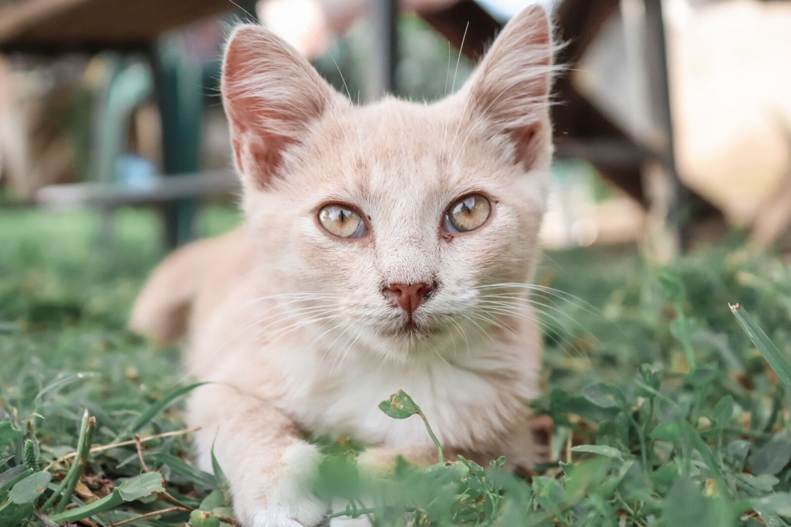 Canon EOS 200D (EOS Rebel SL2 / EOS Kiss X9) sample photo. Cat, cute, kitten photography