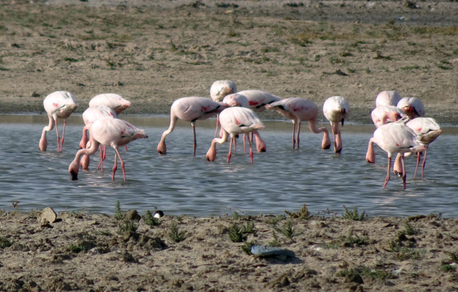 Sony Cyber-shot DSC-HX90V sample photo. Bird, lesser flamingo, phoeniconaias photography