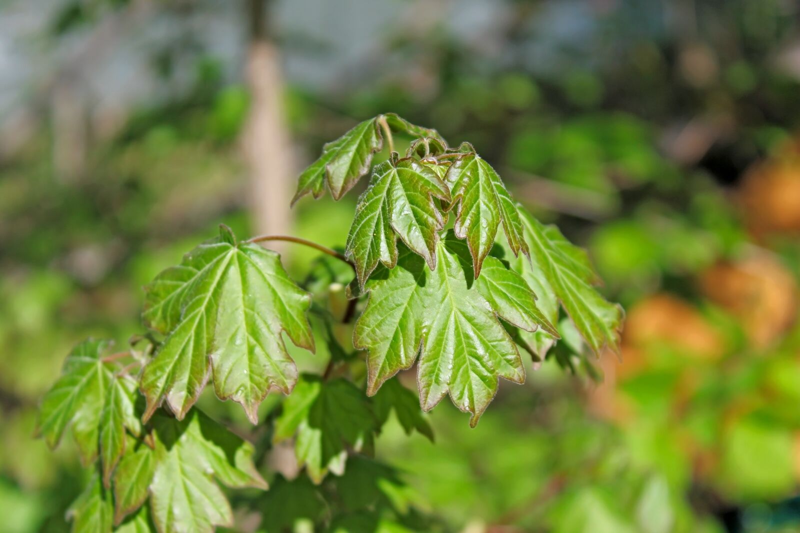Canon EOS 1100D (EOS Rebel T3 / EOS Kiss X50) sample photo. Maple, spring, shoots photography
