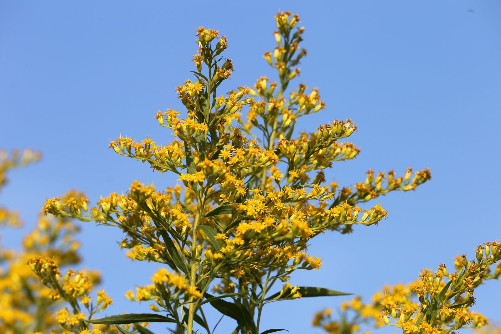 Canon EF 70-300 F4-5.6 IS II USM sample photo. Solidago gigantea, goldenrod, plant photography