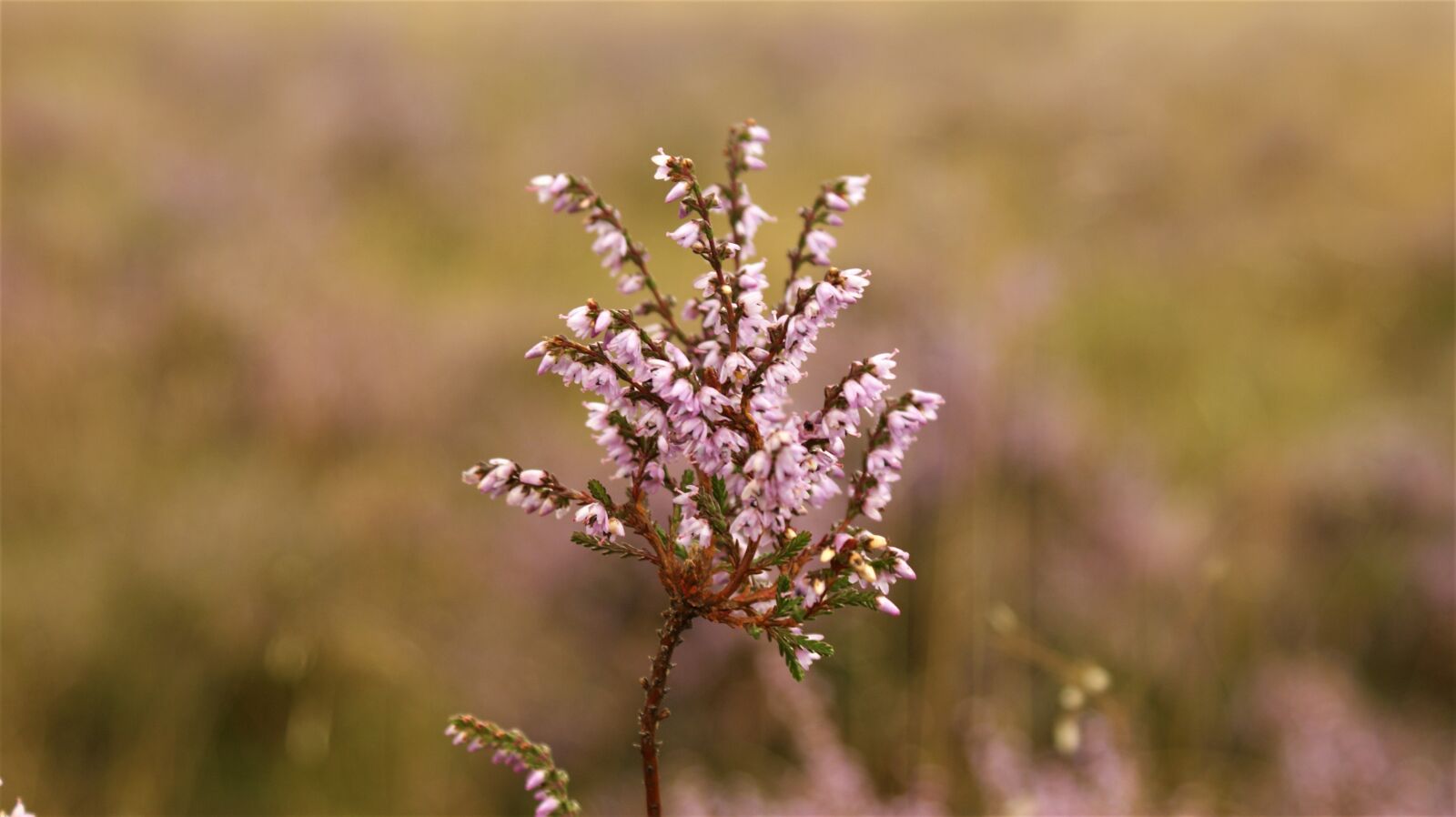 Sony Alpha DSLR-A350 sample photo. Heide, heideveld, flowers photography