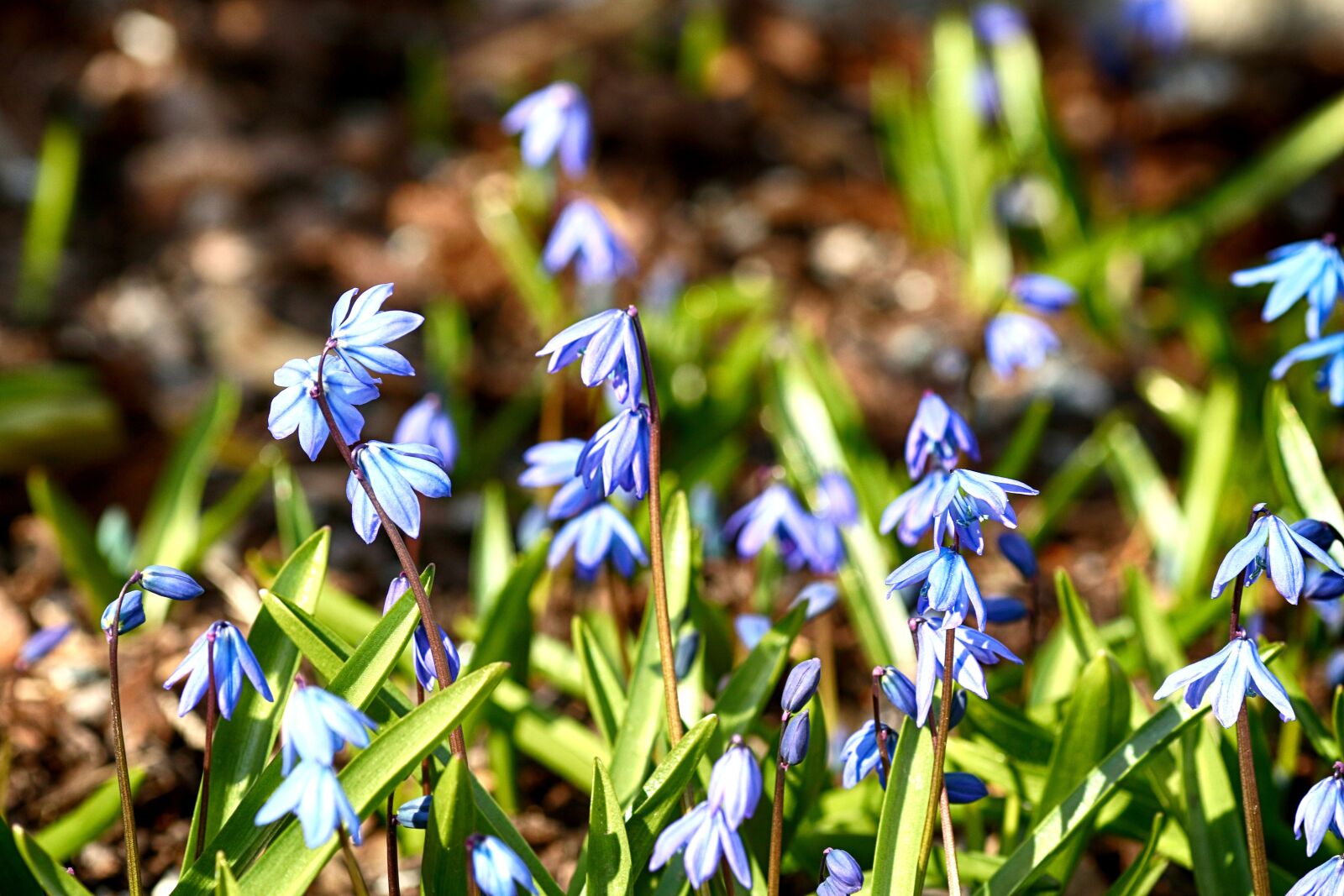 Canon EOS 7D Mark II + Canon EF 135mm F2L USM sample photo. Nature, flora, freshness photography