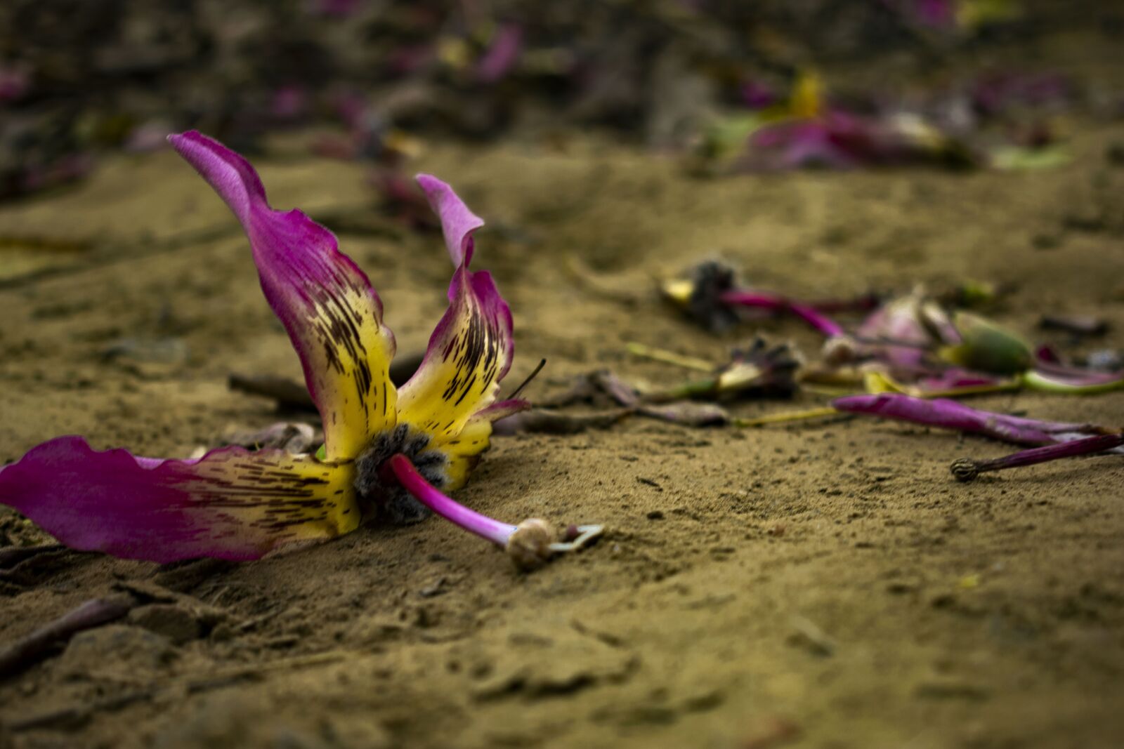 Nikon D5300 sample photo. Flower, blossom, nature photography