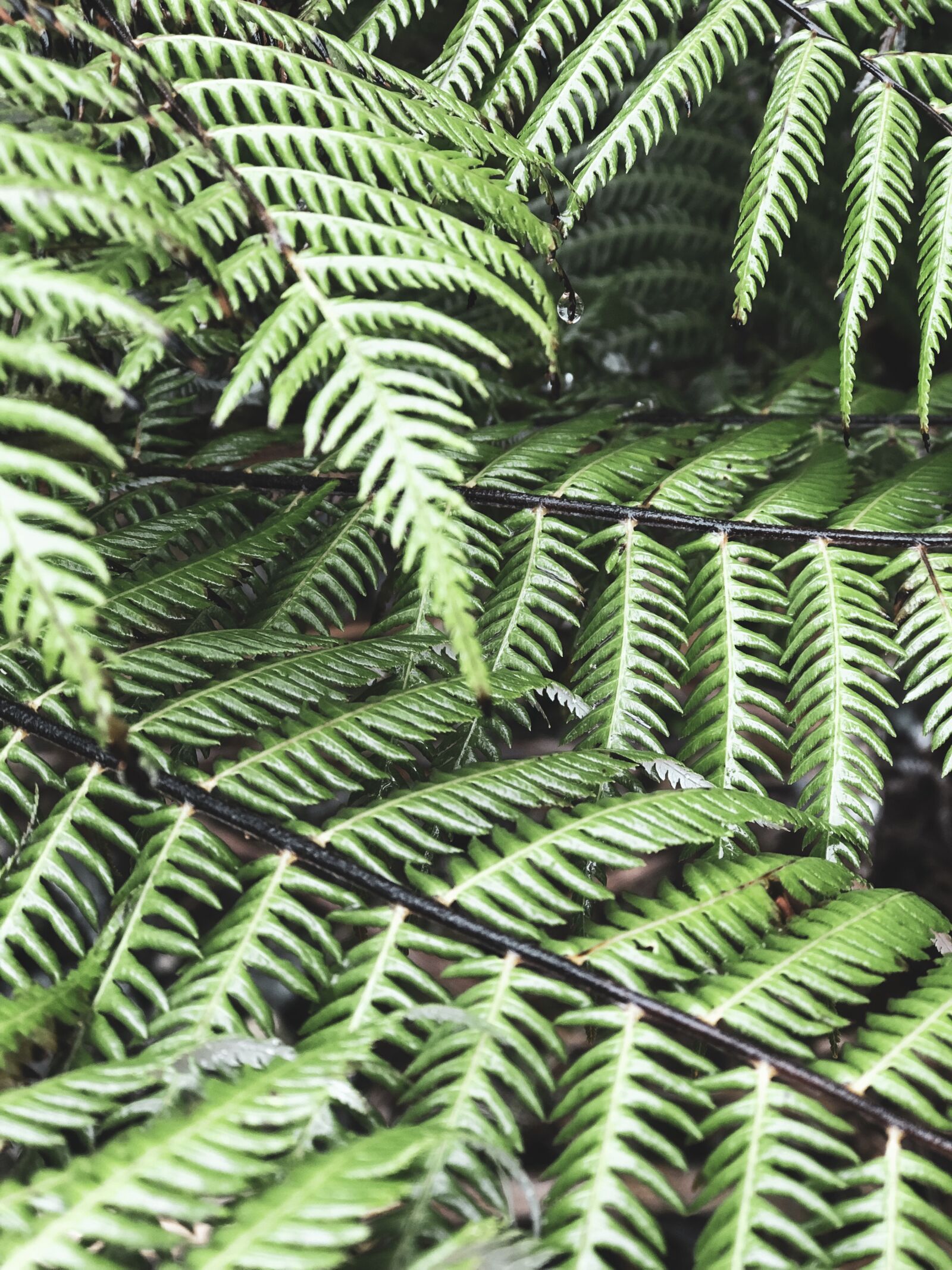 iPhone 8 Plus back dual camera 6.6mm f/2.8 sample photo. Fern, nature, forest photography