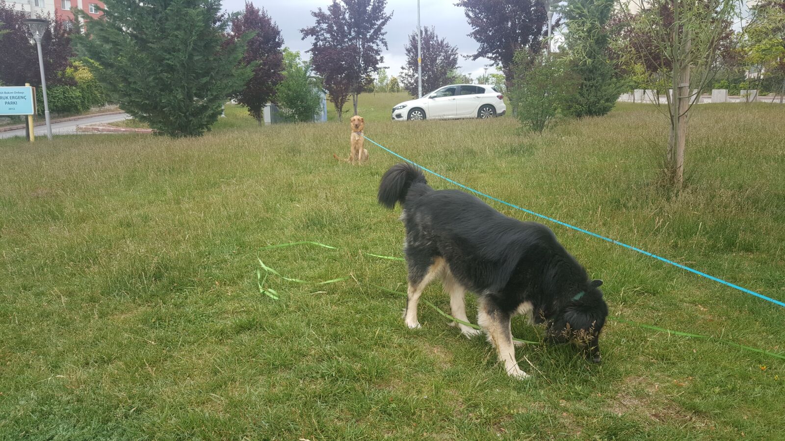Samsung Galaxy Note5 sample photo. Dog, black, rope photography