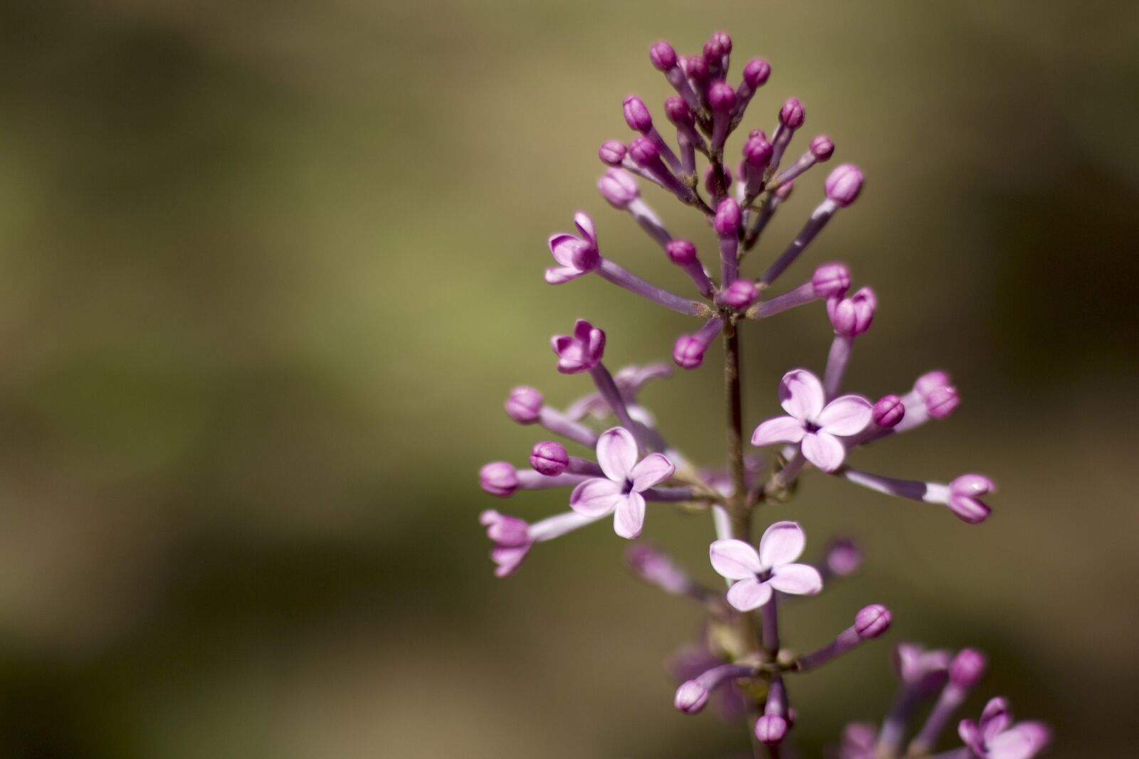 Canon EOS 600D (Rebel EOS T3i / EOS Kiss X5) + Canon EF 50mm F1.8 STM sample photo. Clove, lilac, xiangwei photography