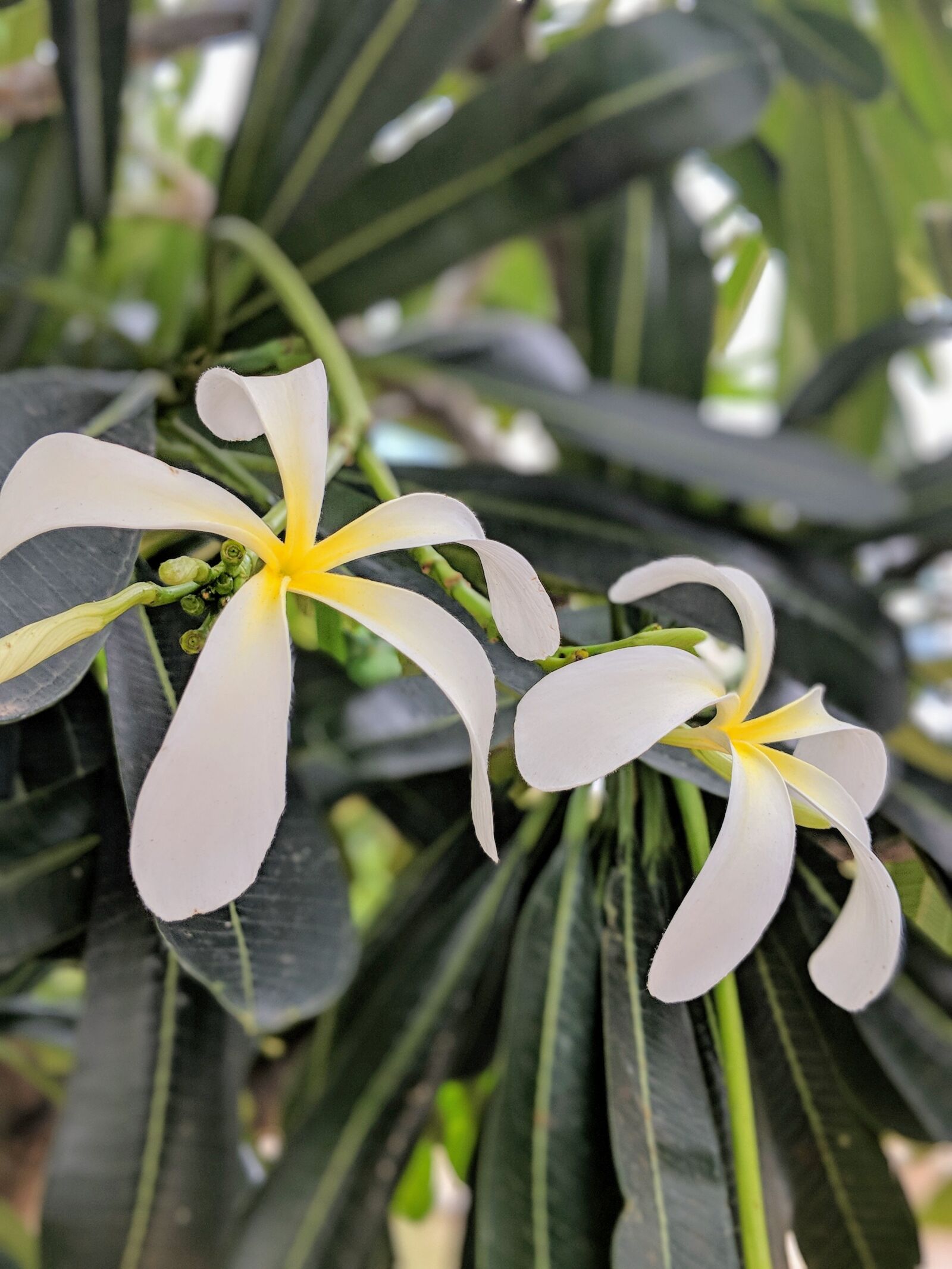 Google Pixel 2 XL sample photo. Bloom, blossom, white photography