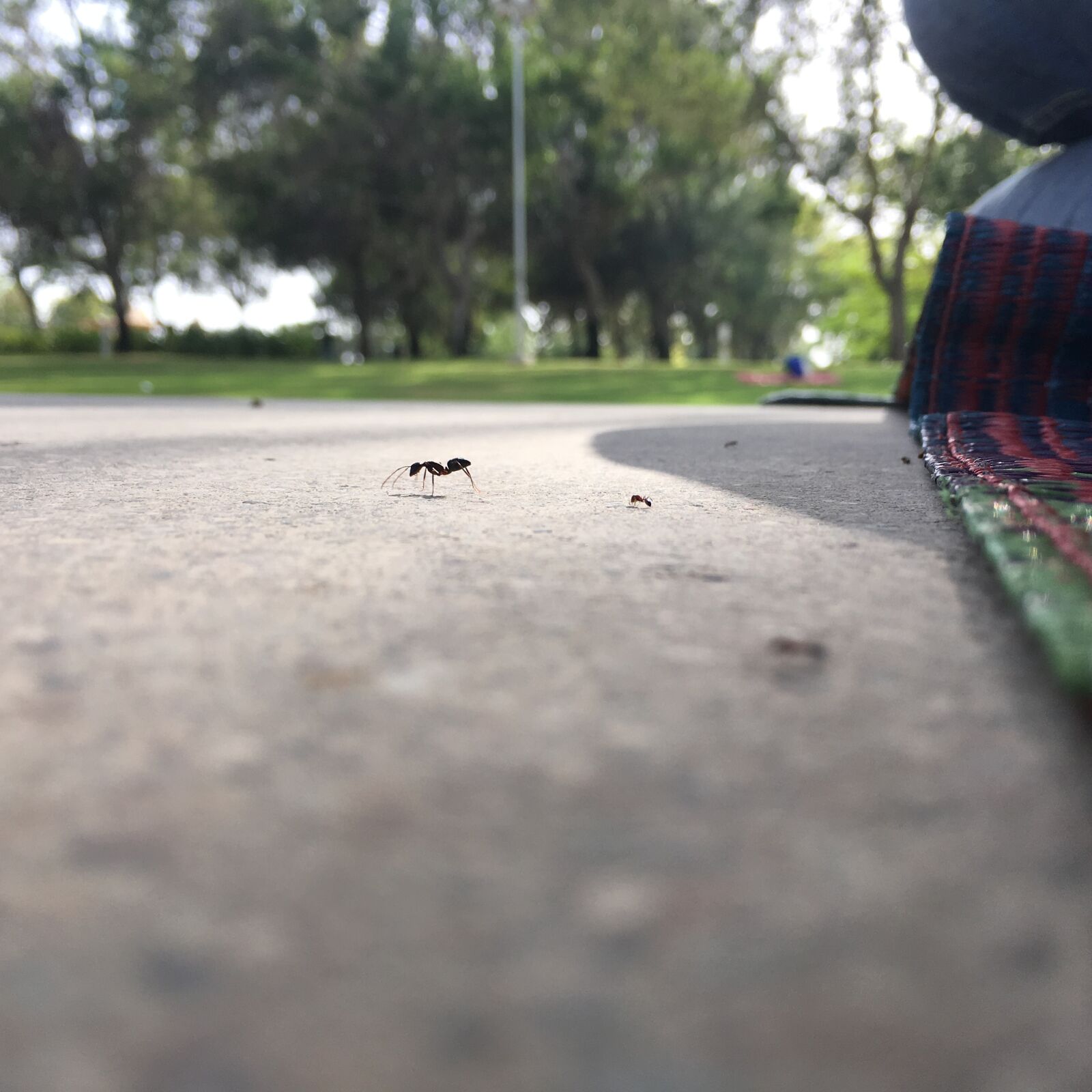 iPhone 6s Plus back camera 4.15mm f/2.2 sample photo. Ant, beauty, closeexposure, life photography