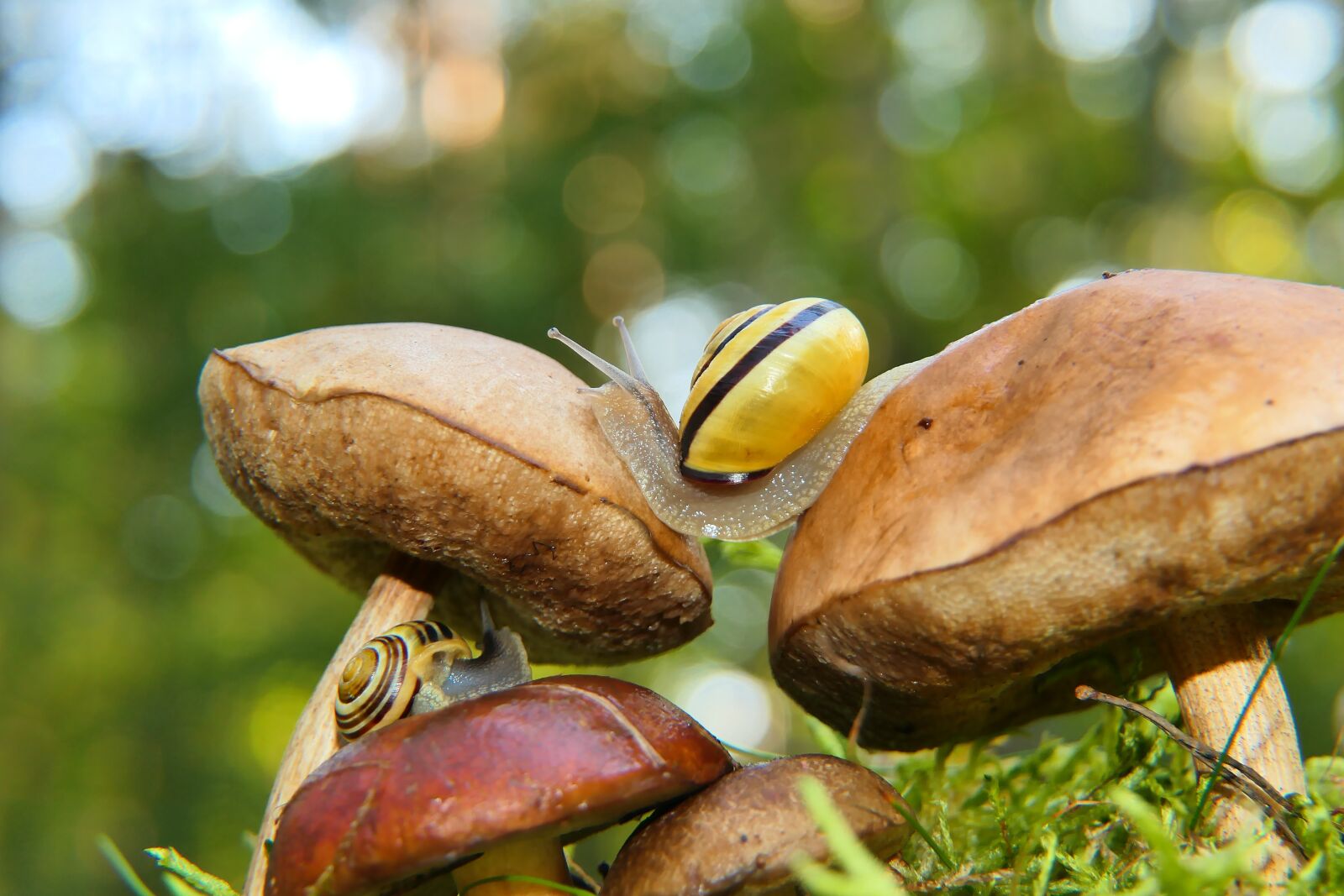 Panasonic Lumix DMC-FZ2500 (Lumix DMC-FZ2000) sample photo. Snails, mushrooms, nature photography