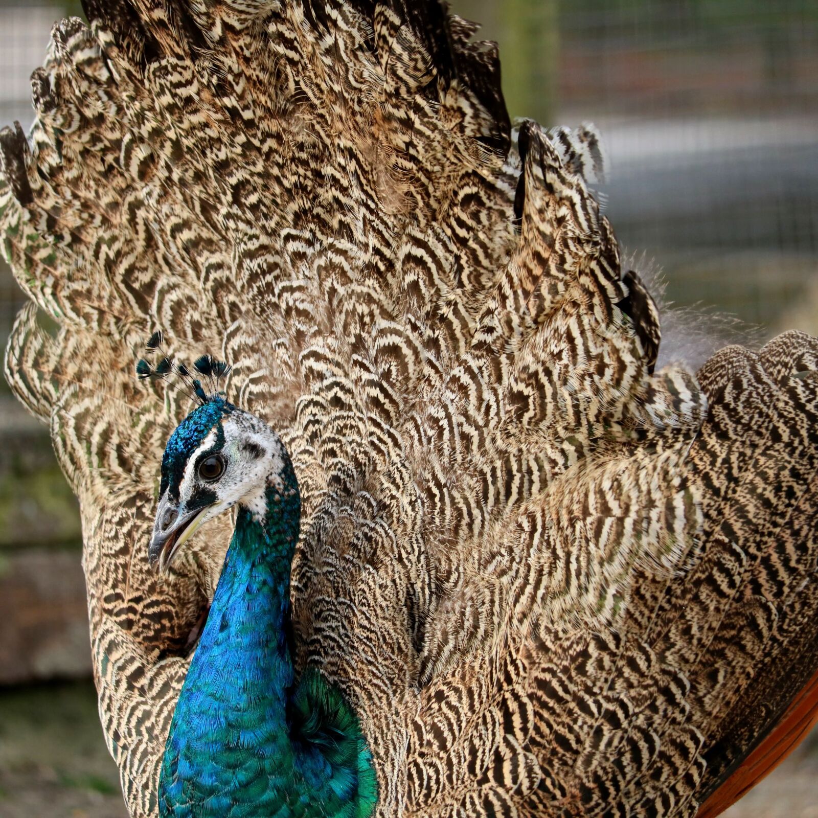 Canon EOS 750D (EOS Rebel T6i / EOS Kiss X8i) sample photo. Bird, animal, feather photography