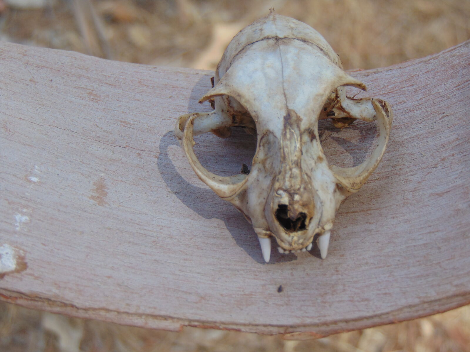 Sony Cyber-shot DSC-H300 sample photo. Naturaleza, skull, osamenta, vestige photography