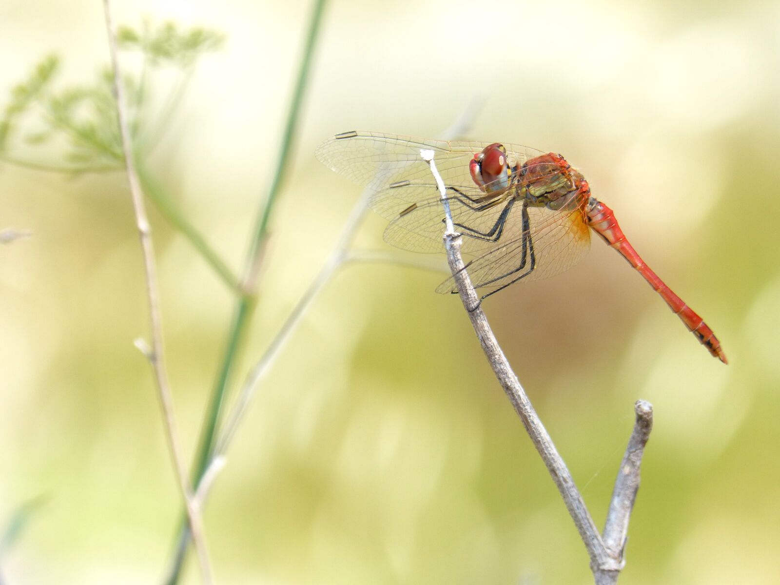 Panasonic DMC-FZ62 sample photo. Dragonfly, red dragonfly, greenery photography