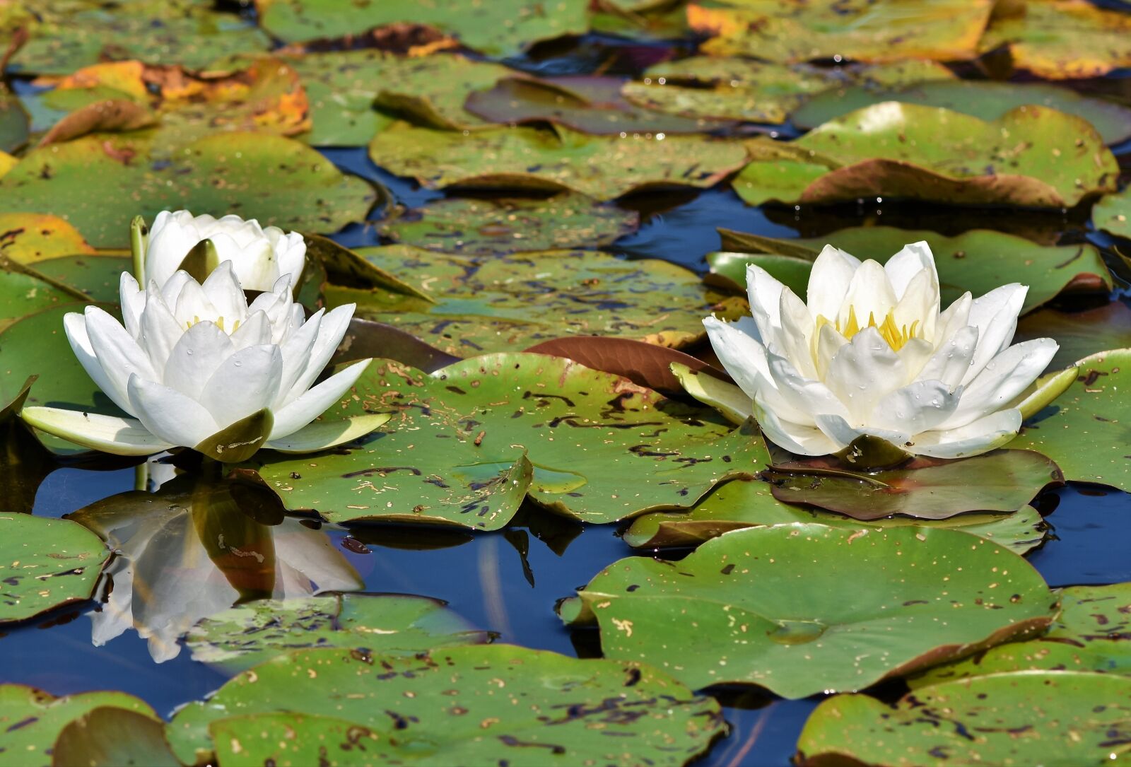 Nikon D7200 sample photo. Water lily, pond, lake photography