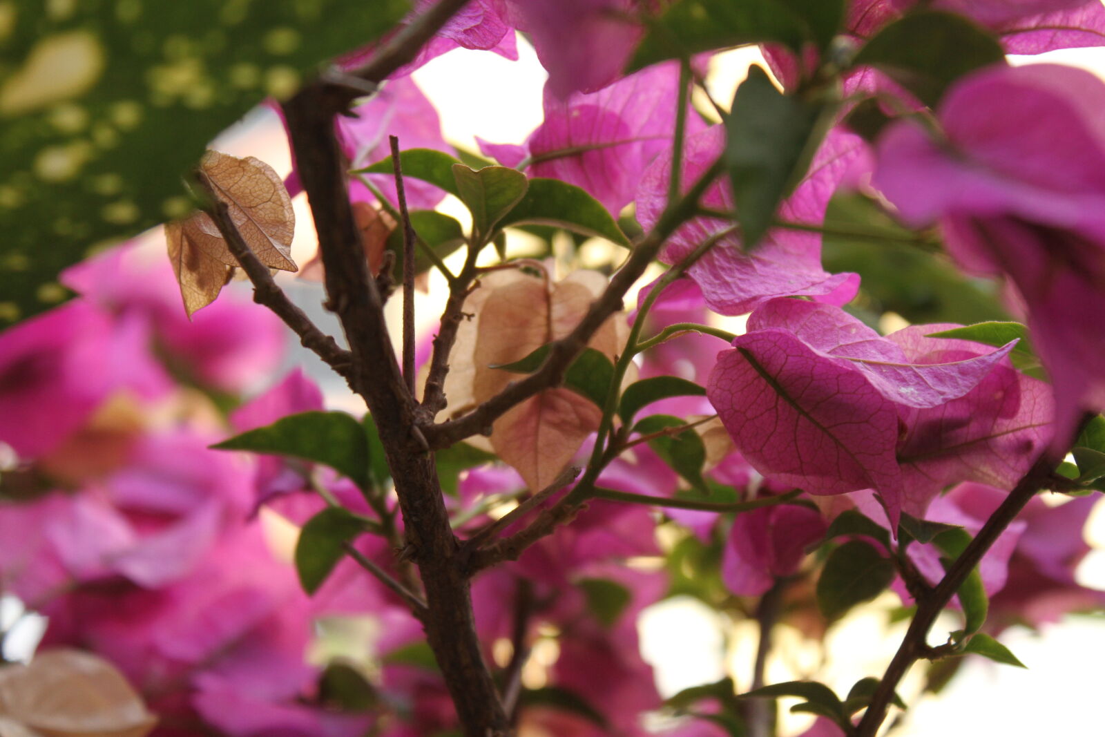 Canon EOS 7D + Canon EF-S 18-55mm F3.5-5.6 IS sample photo. Beautiful, flowers, canon7d, color photography