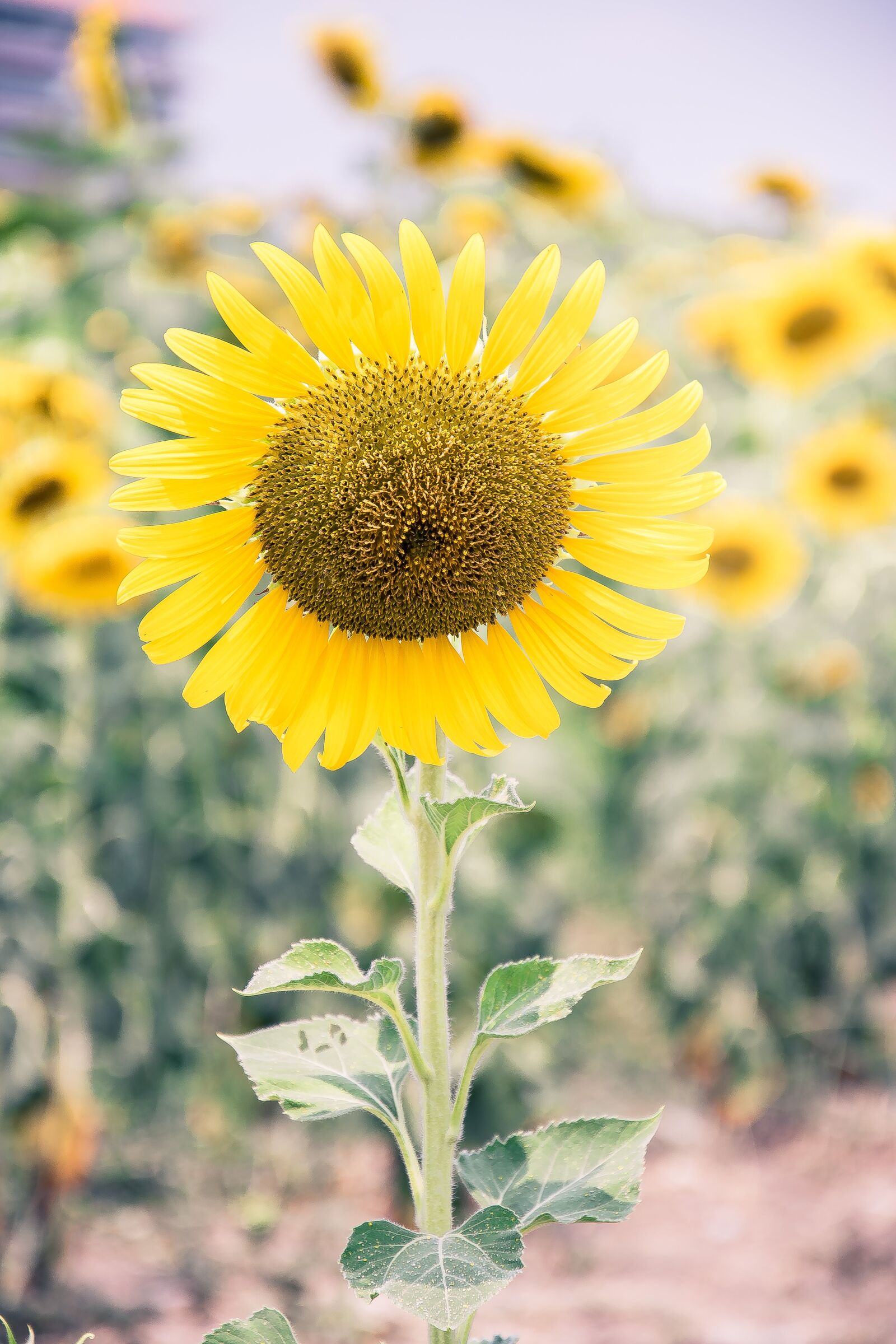 Nikon D5500 sample photo. Sunflower, yellow flowers, nature photography