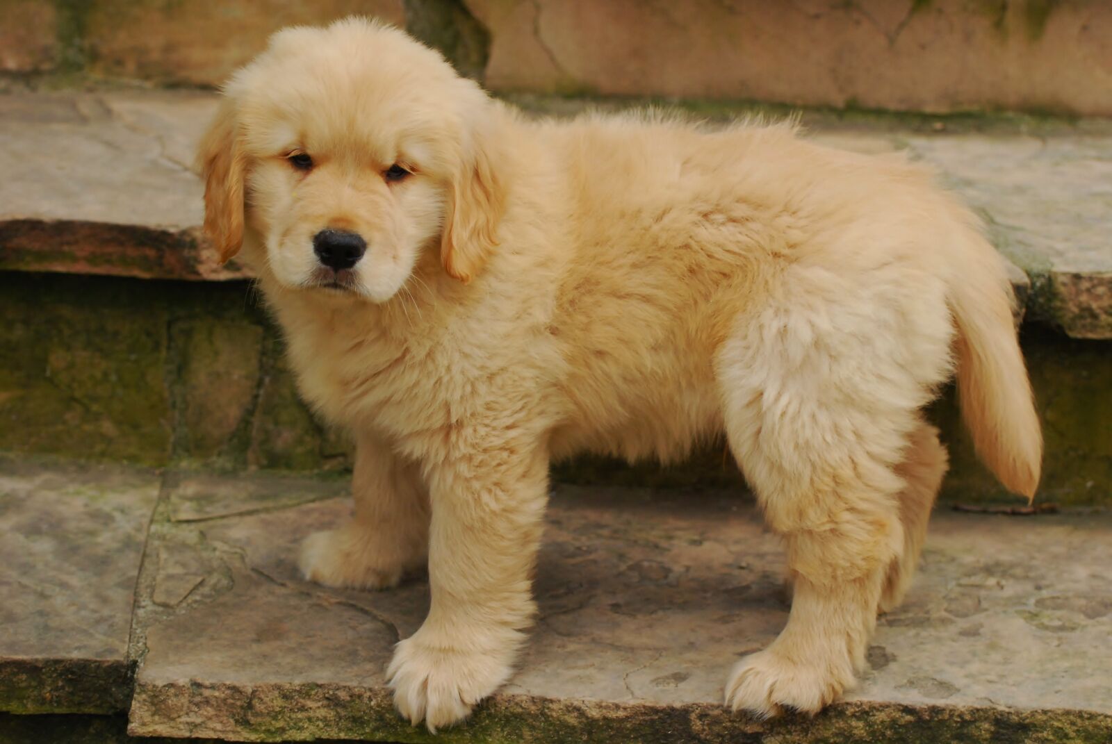 Nikon D80 sample photo. Adorable, golden retriever, canine photography