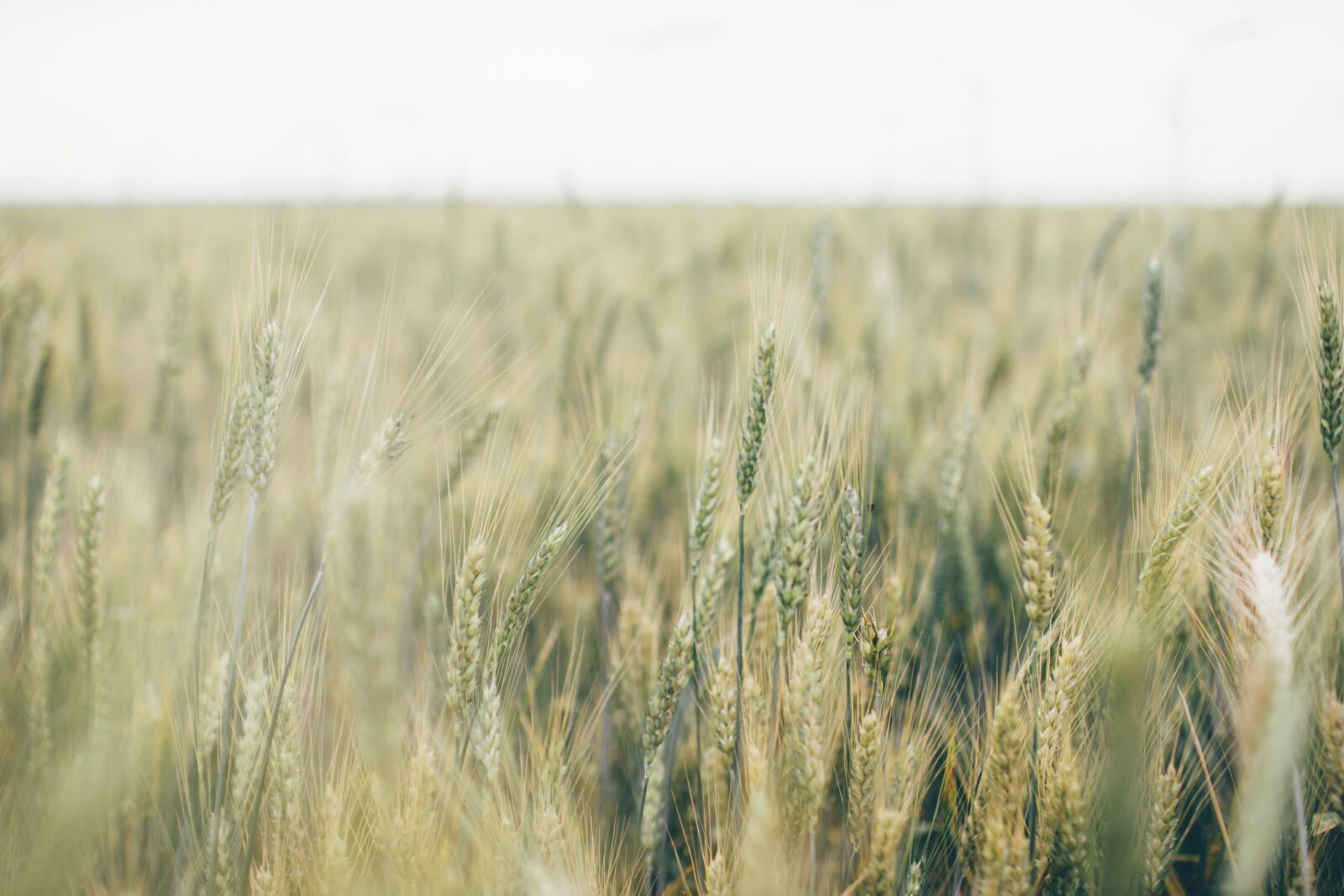 Nikon D5200 sample photo. Farm, field, grain photography