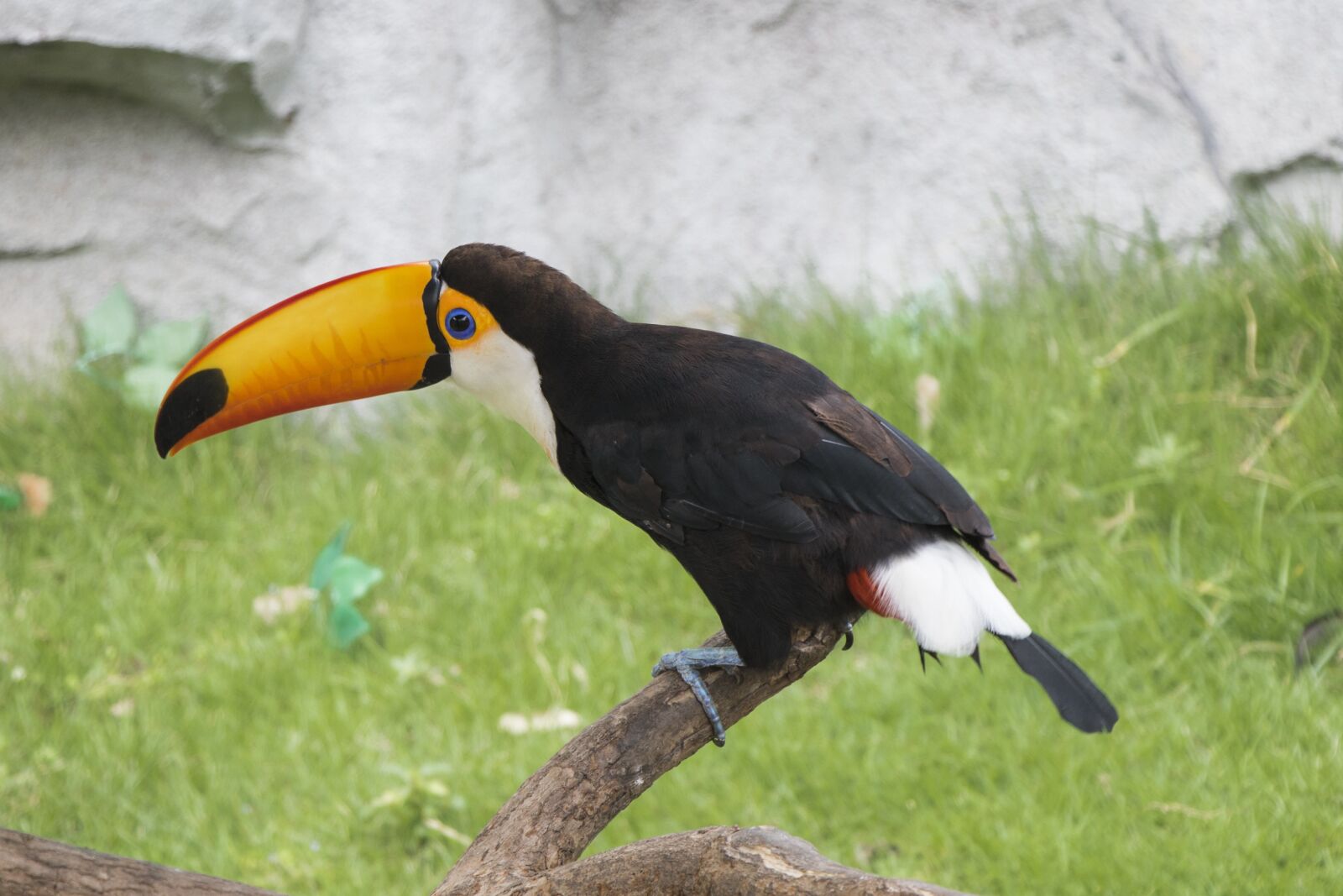Canon EOS 7D Mark II sample photo. Wildlife, shanghai photography