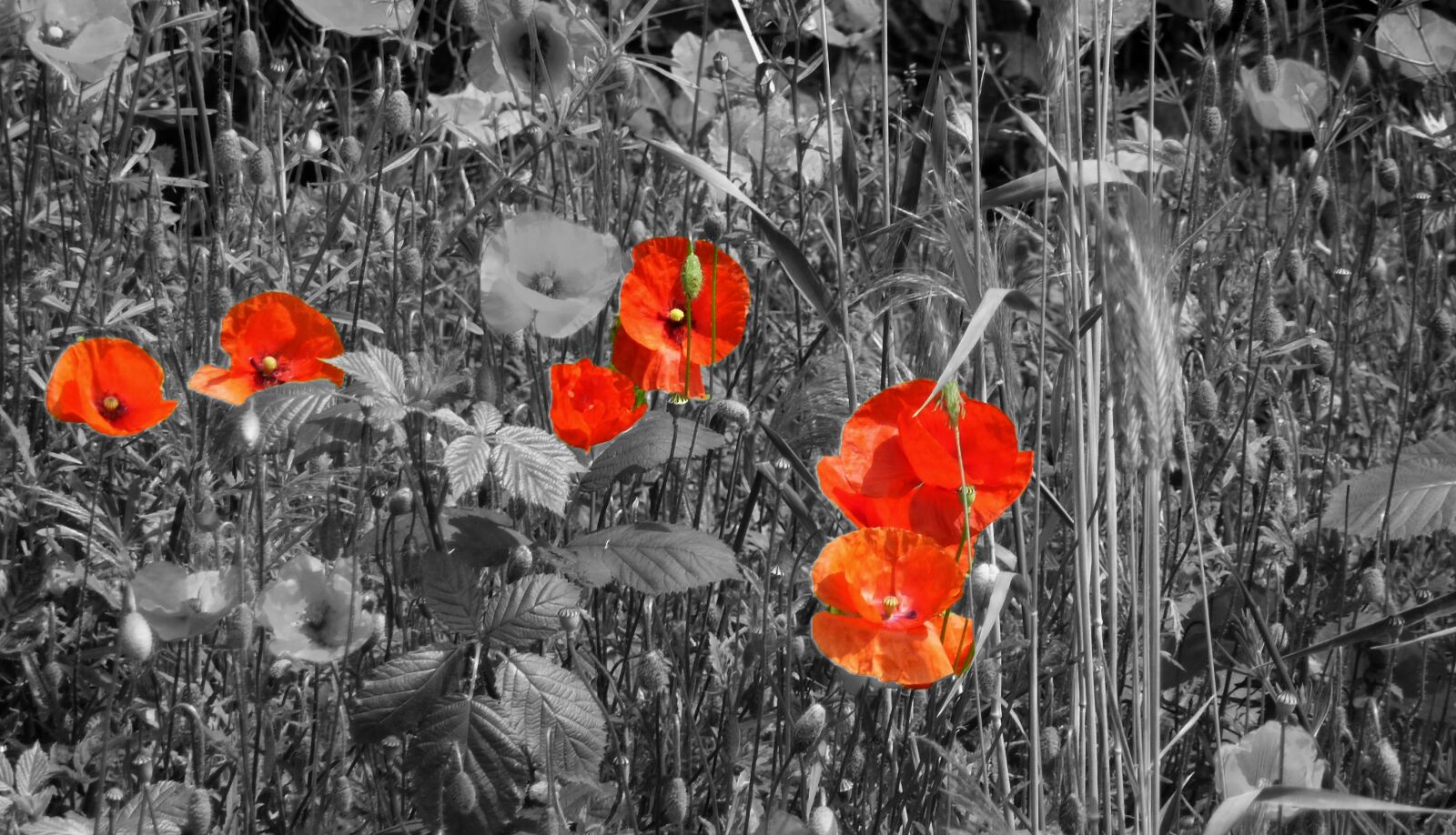 Panasonic DMC-TZ7 sample photo. Poppy, field of poppies photography