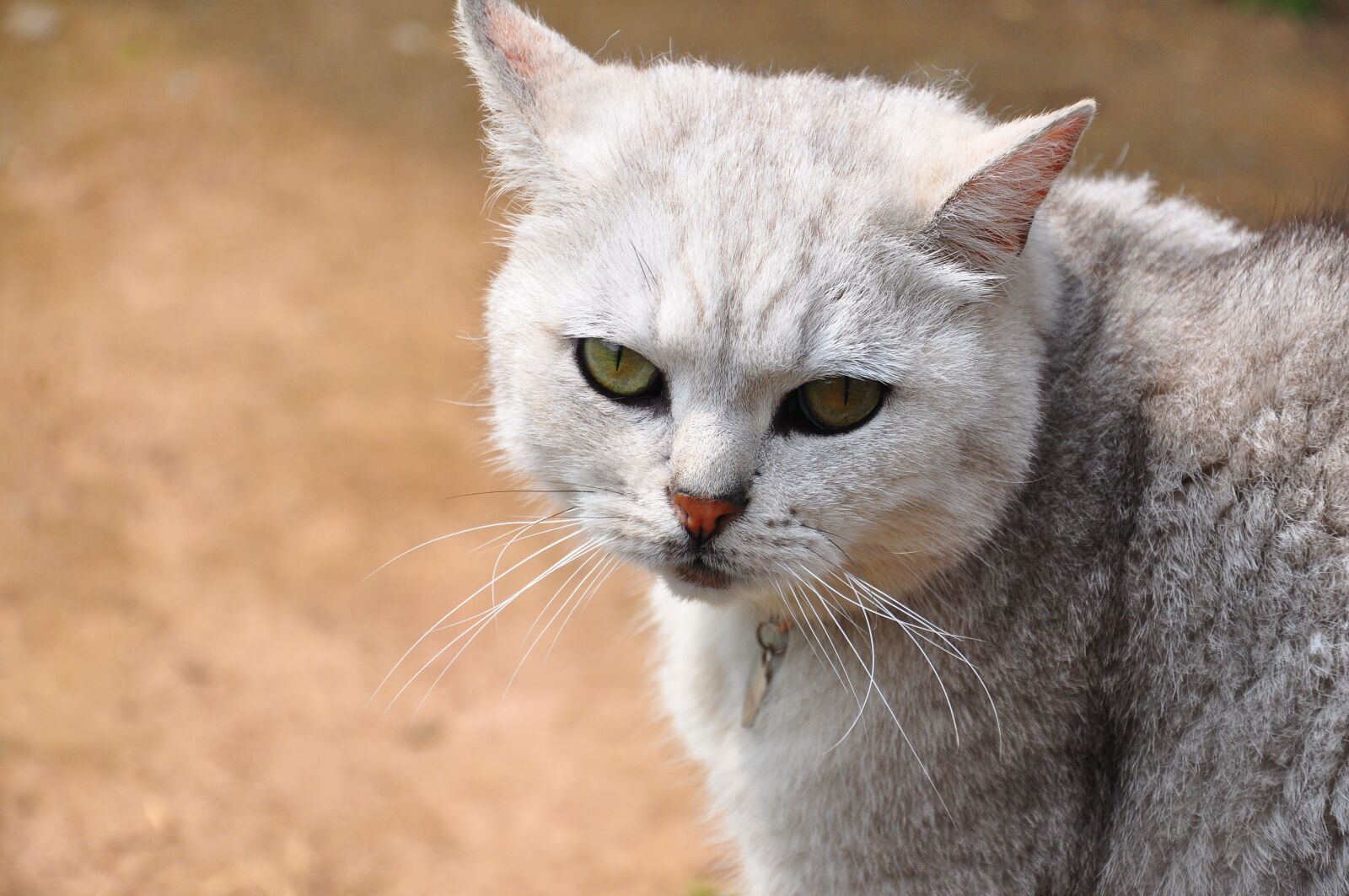 Nikon D90 sample photo. Cat, not happy, cat photography
