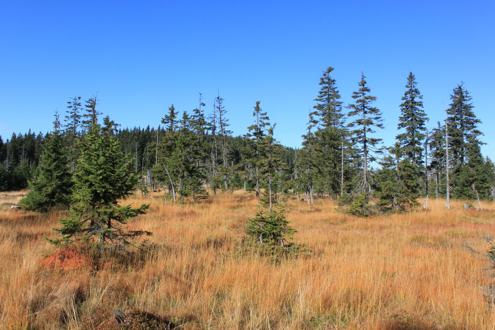 Canon EOS 500D (EOS Rebel T1i / EOS Kiss X3) sample photo. The giant mountains, medv photography