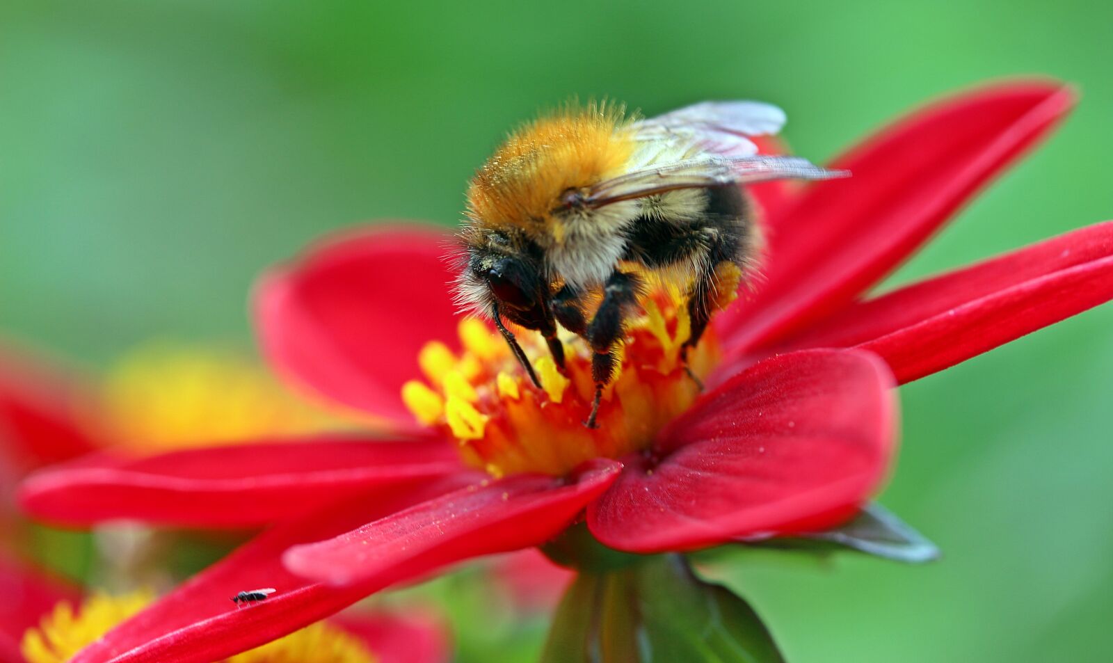 Canon EOS 650D (EOS Rebel T4i / EOS Kiss X6i) sample photo. Hummel, meadow hummel, bombus photography