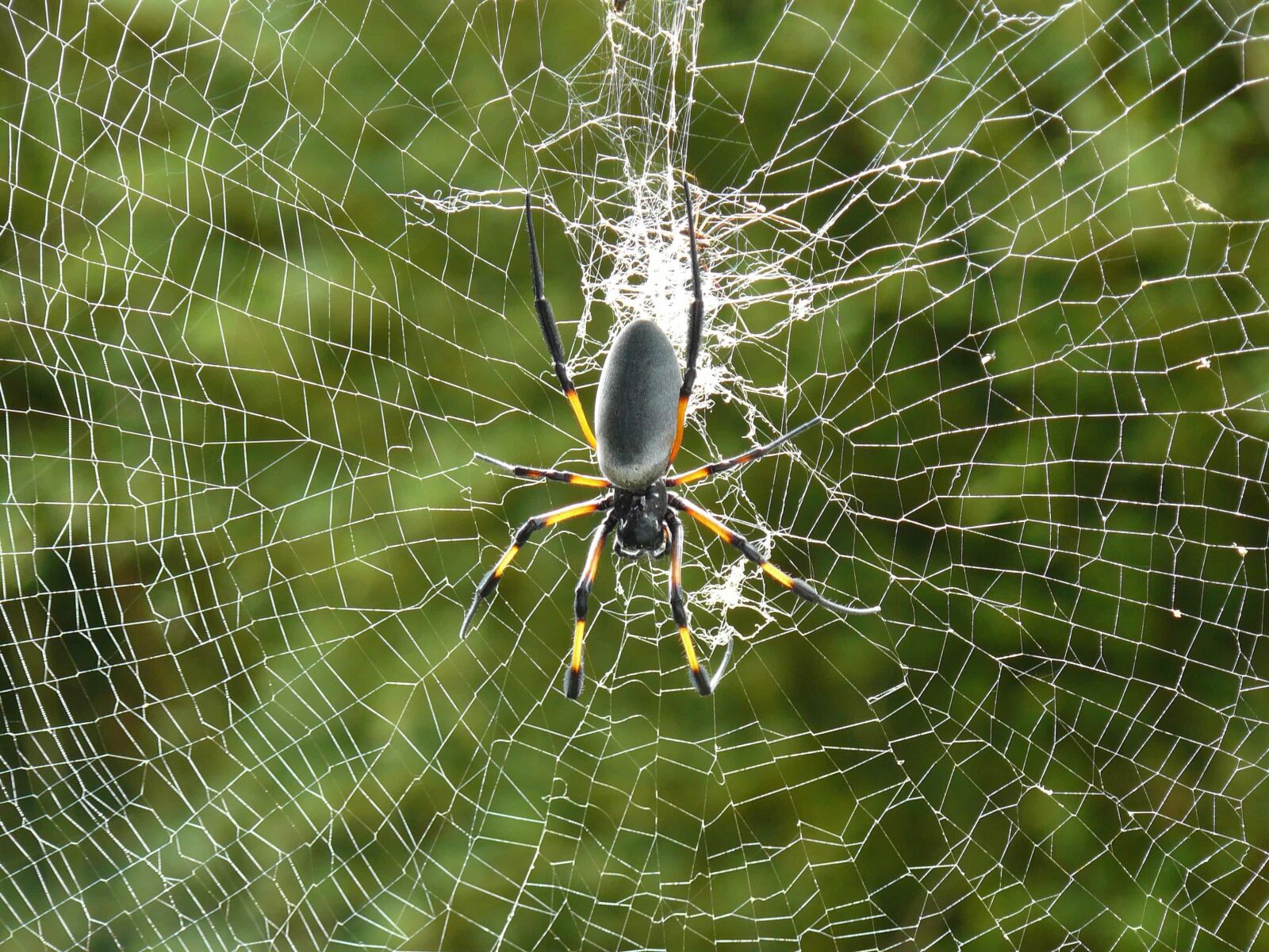 Panasonic DMC-FZ8 sample photo. Spider, spiderweb, trap, cobweb photography