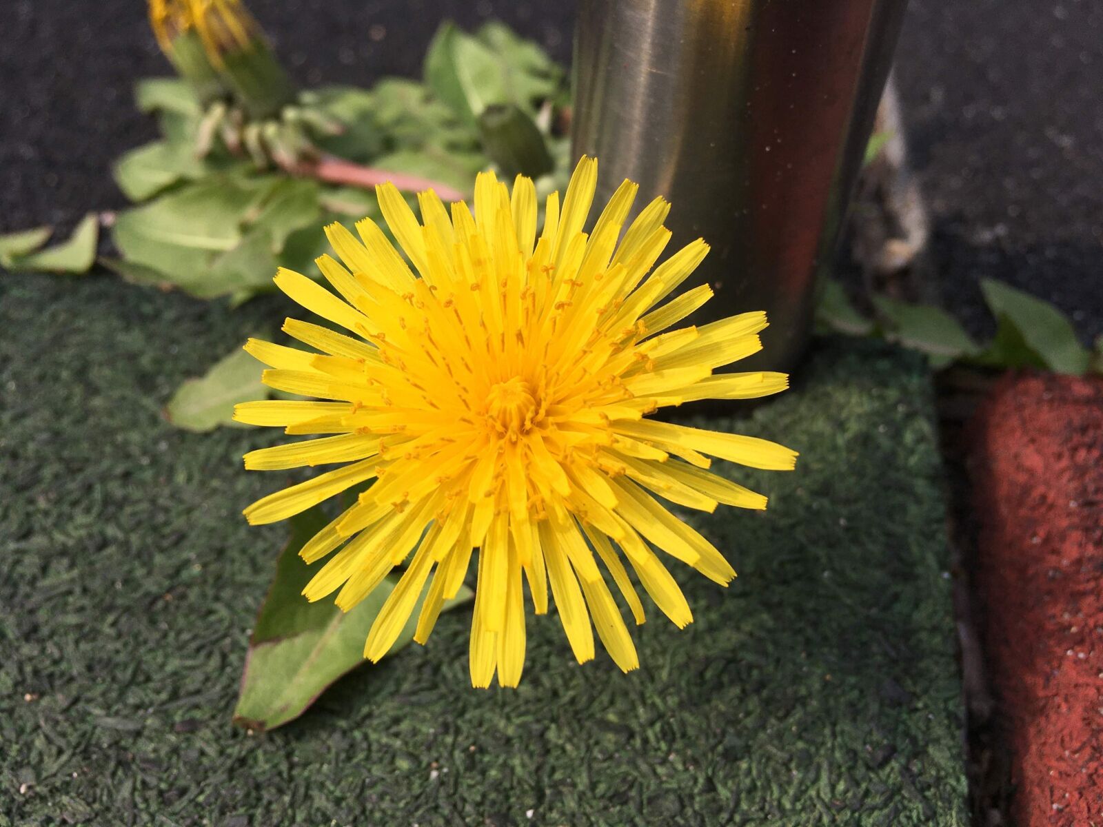 Apple iPhone 6s sample photo. Yellow, flower, garden photography