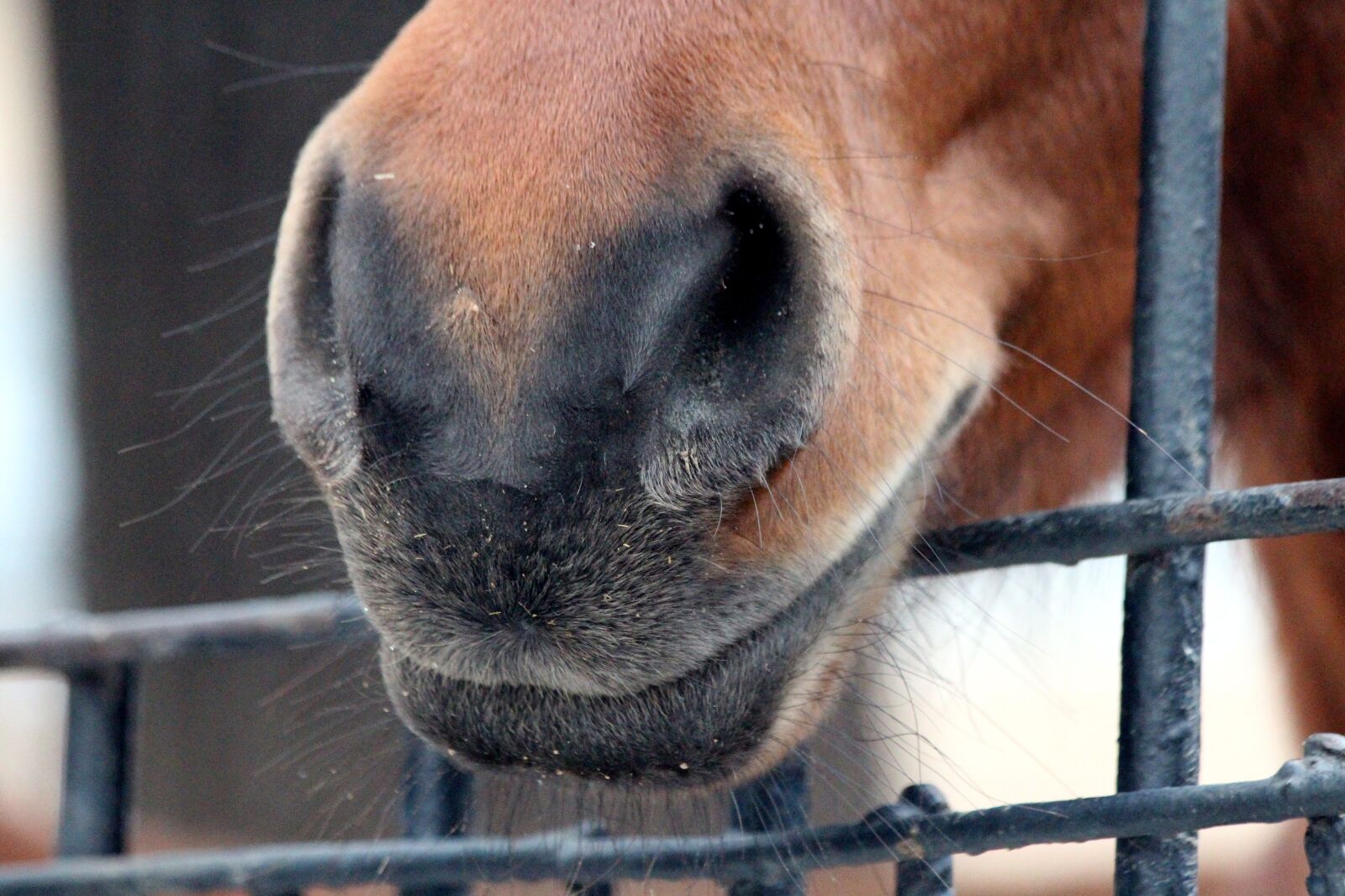 Canon EOS 650D (EOS Rebel T4i / EOS Kiss X6i) sample photo. Horse, muzzle horse, the photography