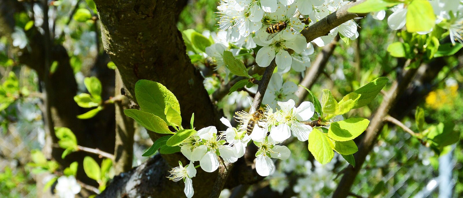 Nikon 1 S1 sample photo. Apple tree, flowers, apple photography