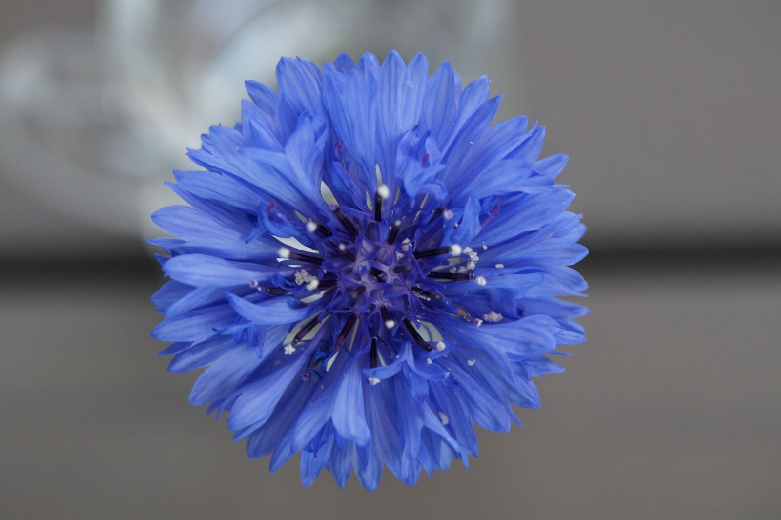 Sony SLT-A58 + Tamron SP AF 60mm F2 Di II LD IF Macro sample photo. Cornflower, blue, flower photography
