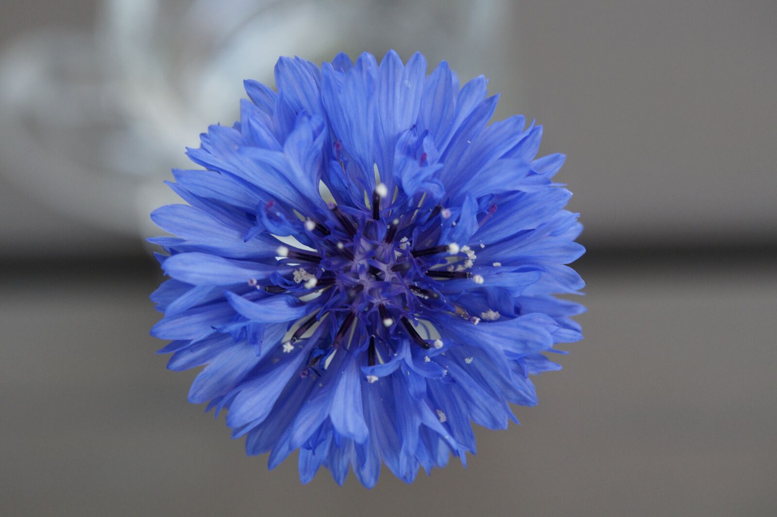 Sony SLT-A58 sample photo. Cornflower, blue, flower photography